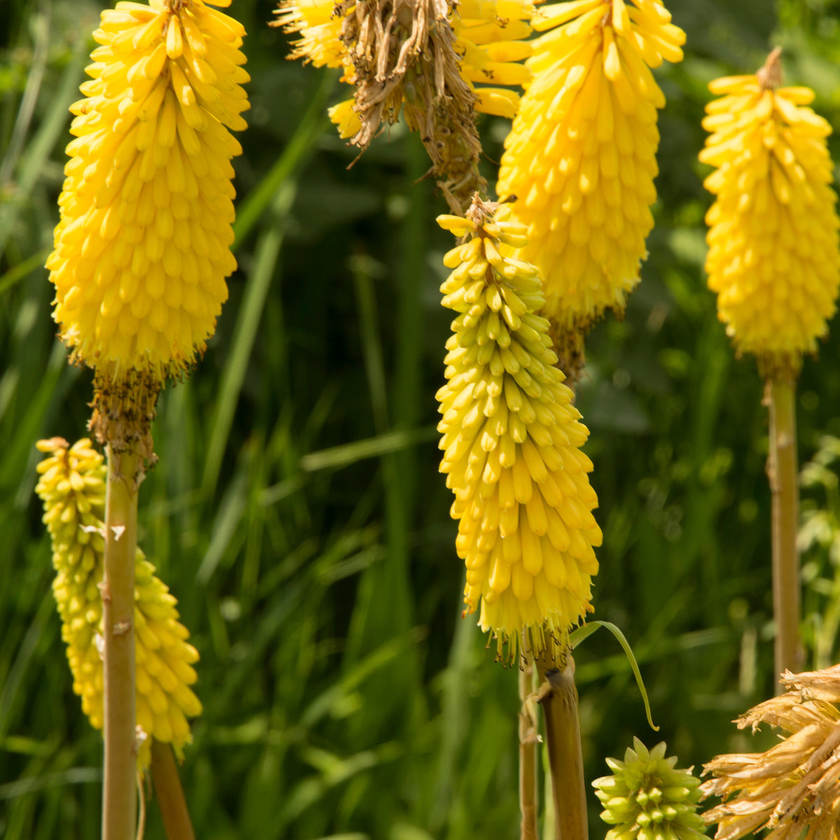 3 Tritomas jaunes - Kniphofia sunningdale gold - Willemse