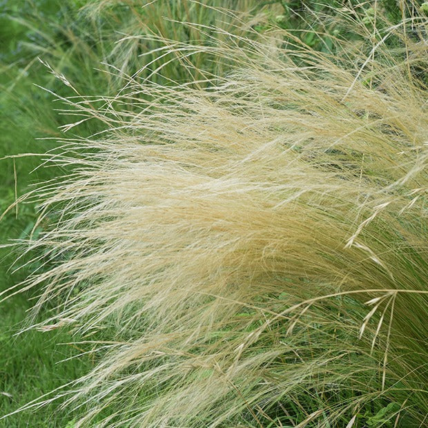 Stipa tenuissima - Stipa tenuissima - Cheveux d'ange - Graminées
