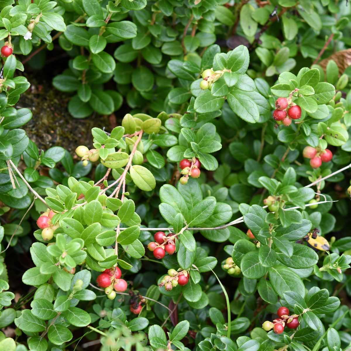 Canneberge - Cranberry - Vaccinium macrocarpon - Willemse