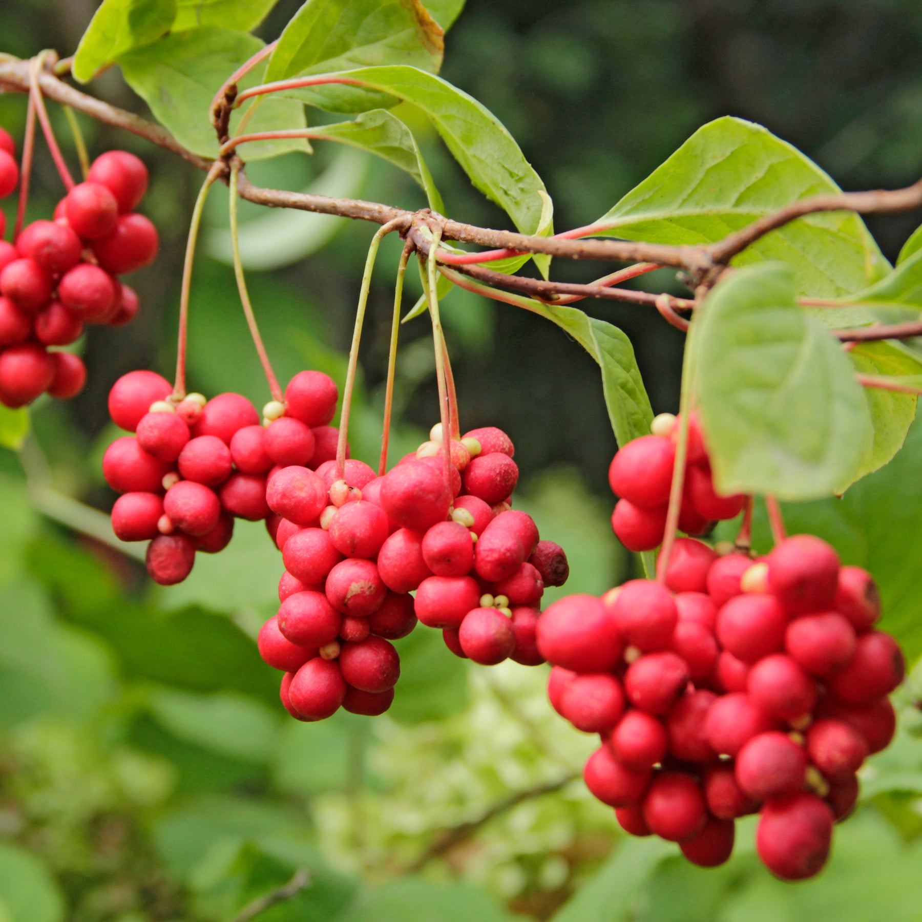 Vente Fruit de la vitalité - Schisandra chinensis