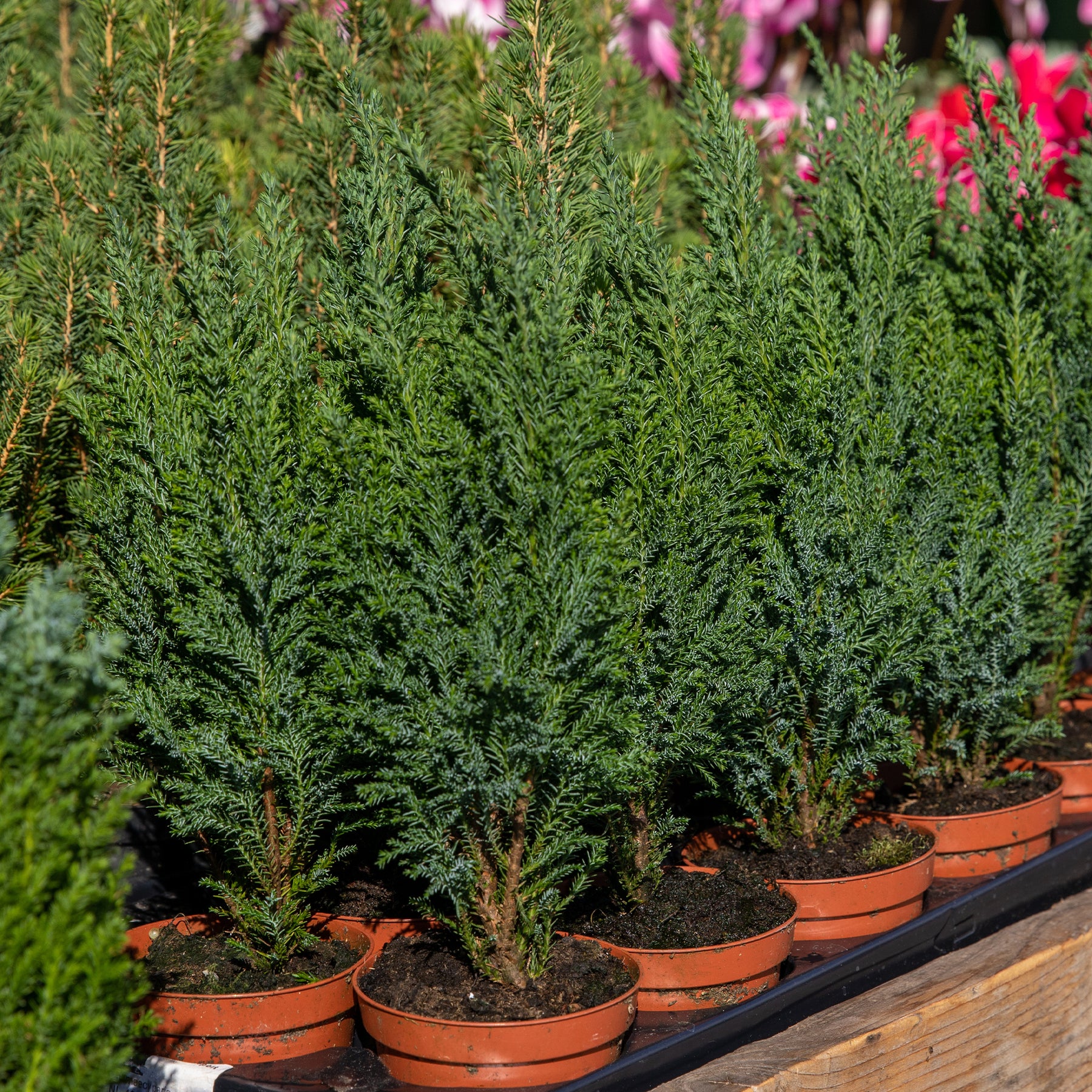 Chamaecyparis Boulevard, Ellwoodii, Thuja Rheingold, Pinus Mugo, Juniperus Wiltonii - Collection de 5 conifères persistants - Collections d'arbustes