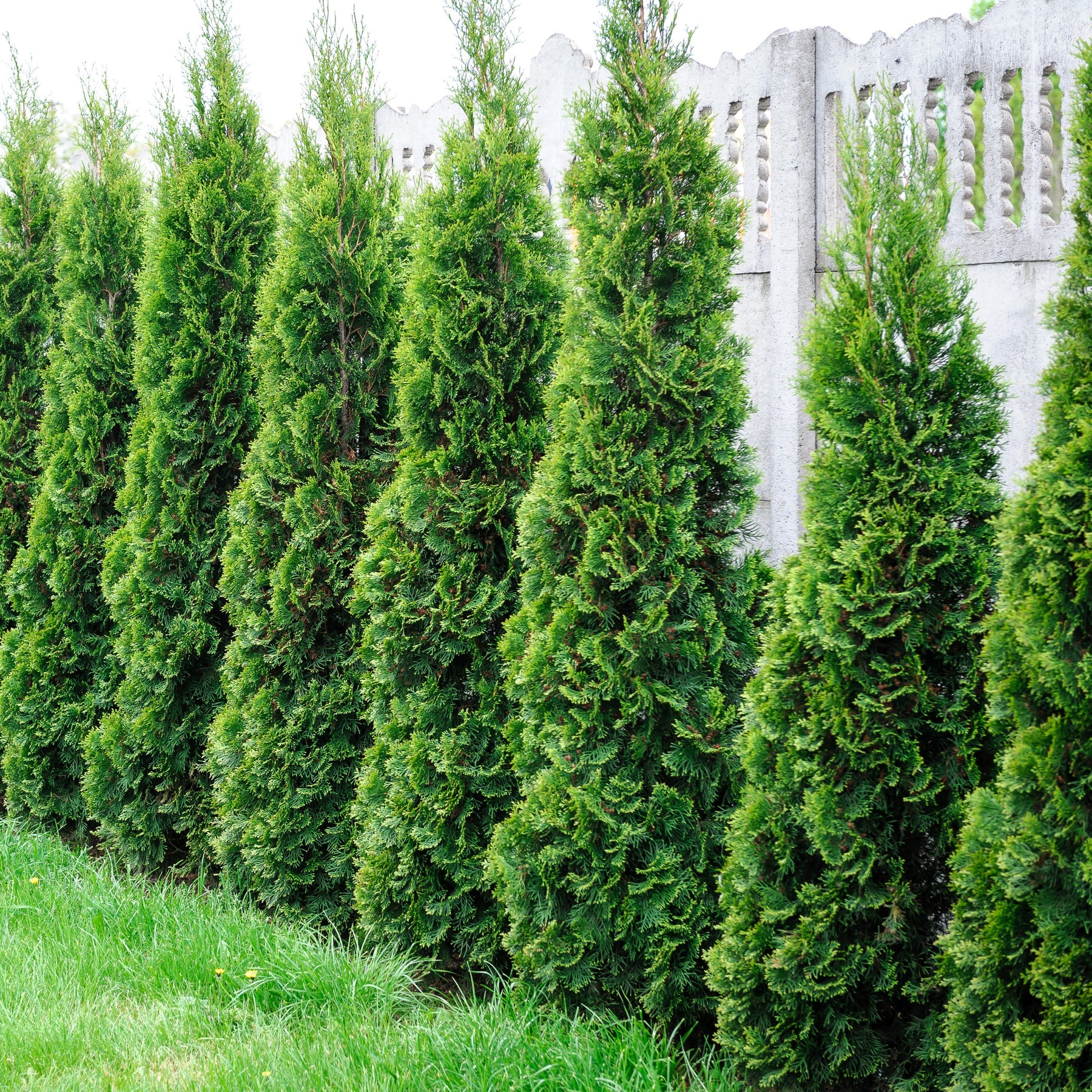 Collections d'arbustes - Collection de 5 conifères persistants - Chamaecyparis Boulevard, Ellwoodii, Thuja Rheingold, Pinus Mugo, Juniperus Wiltonii