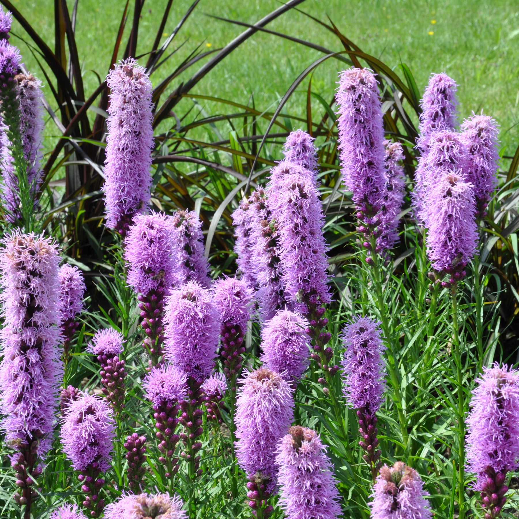 Collection de 15 plantes vivaces  - 2 m² - Collections de vivaces - Willemse