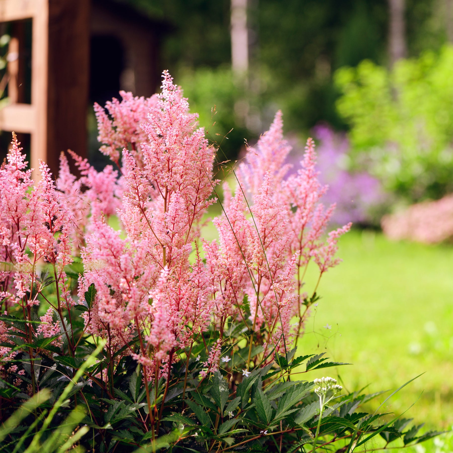 Vente Collections de vivaces - Collection de 15 plantes vivaces  - 2 m²