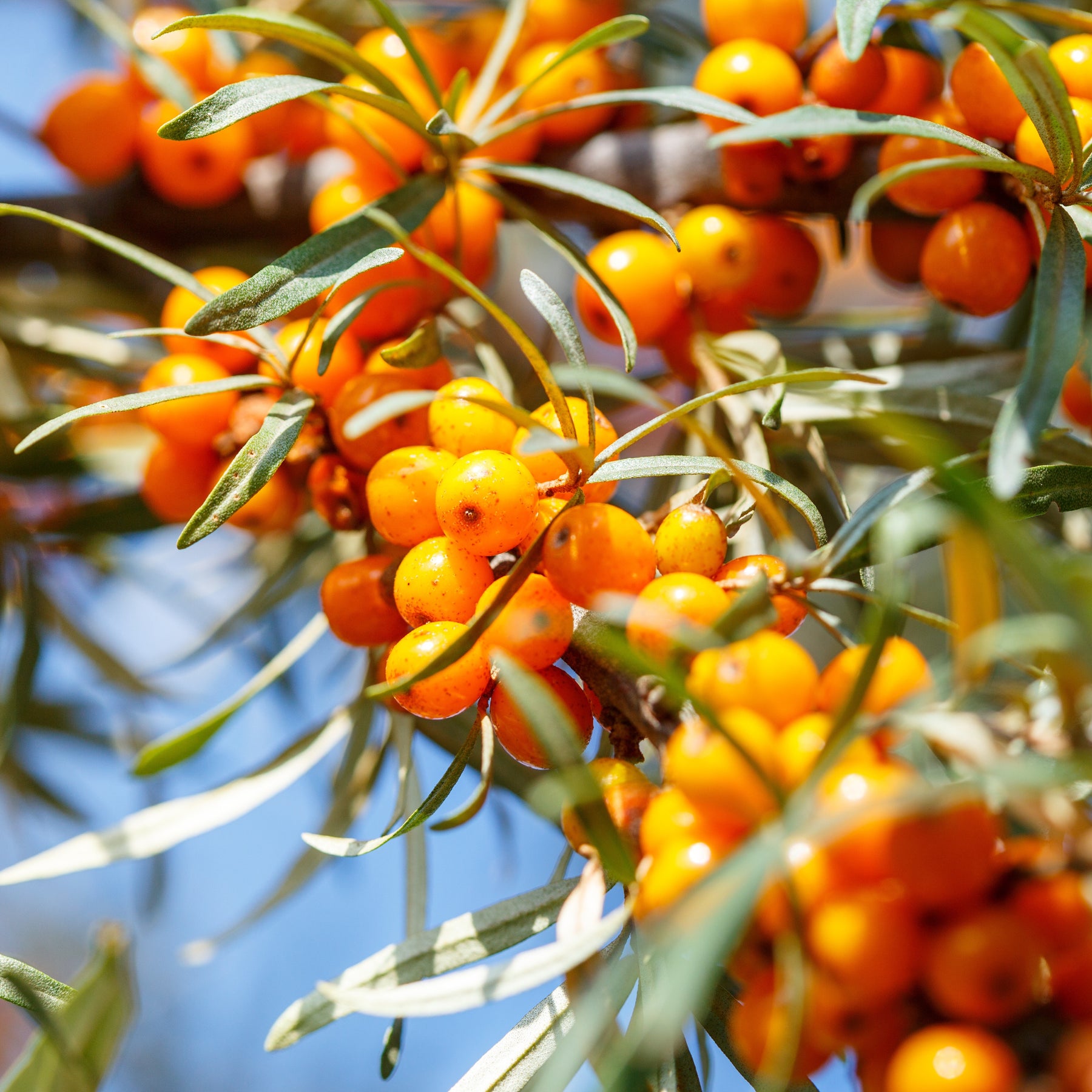 Hippophae rhamnoides - Argousier - Argousier
