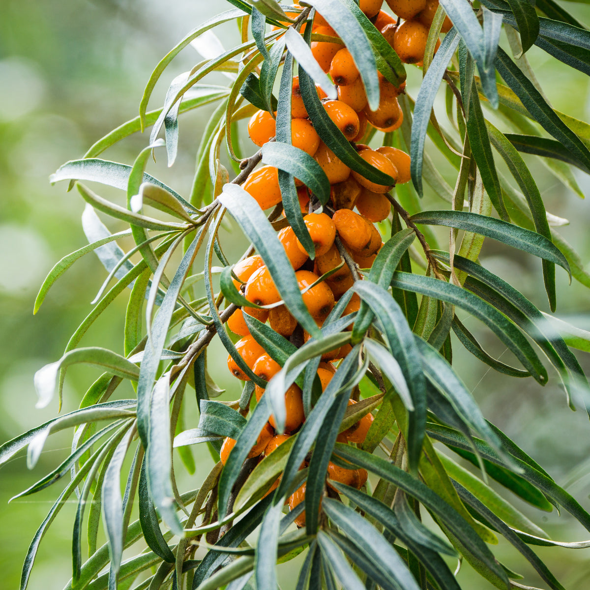 Argousier - Hippophae rhamnoides - Willemse