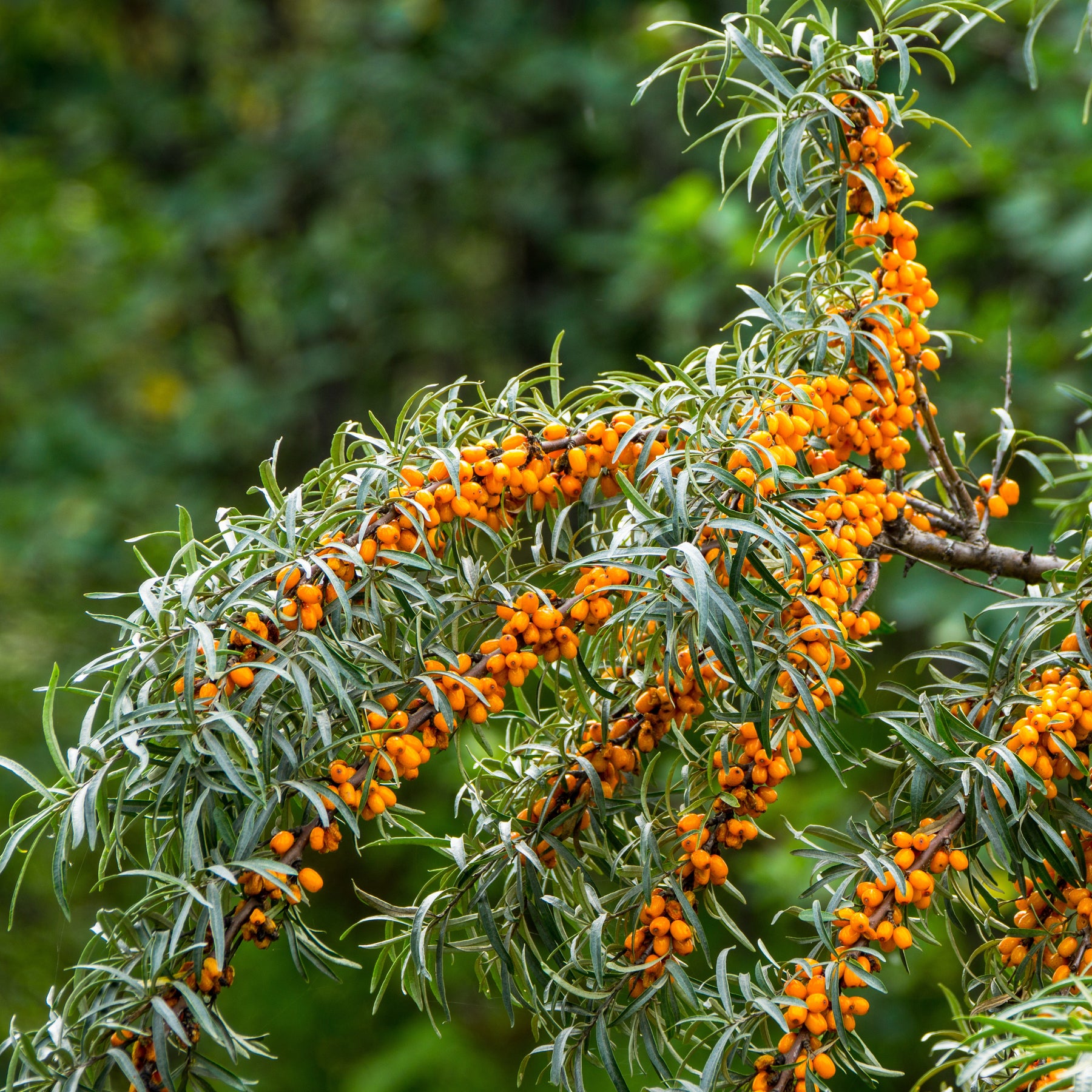Argousier - Argousier - Hippophae rhamnoides