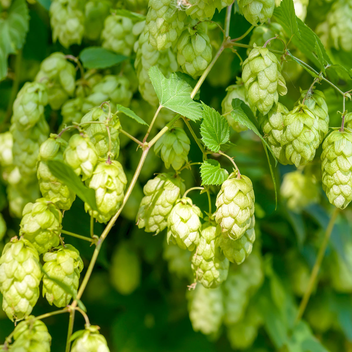 Houblon - Humulus lupulus - Willemse