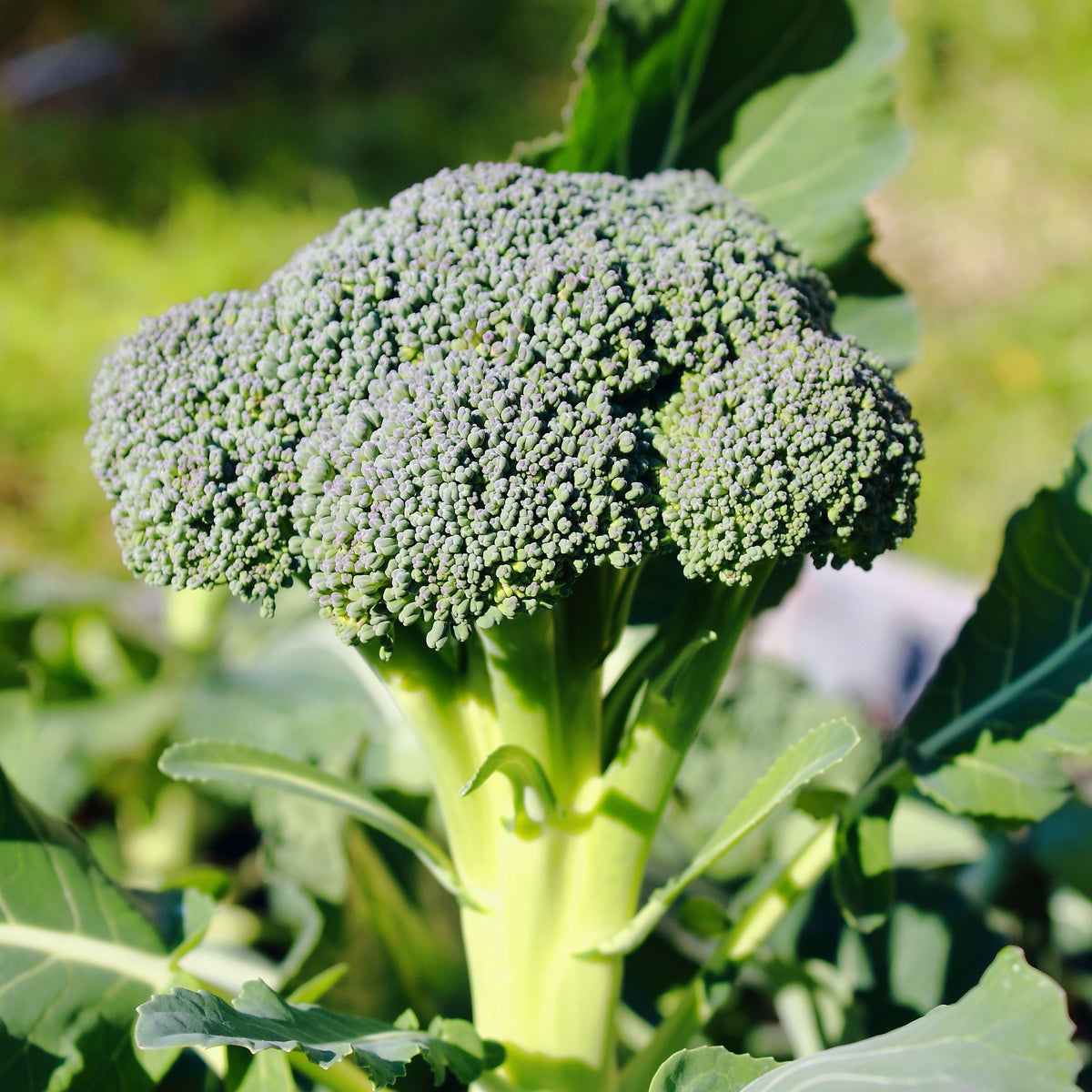 Brocoli Calabrese Natalino Bio - Brassica oleracea Calabrese Natalino Bio - Willemse