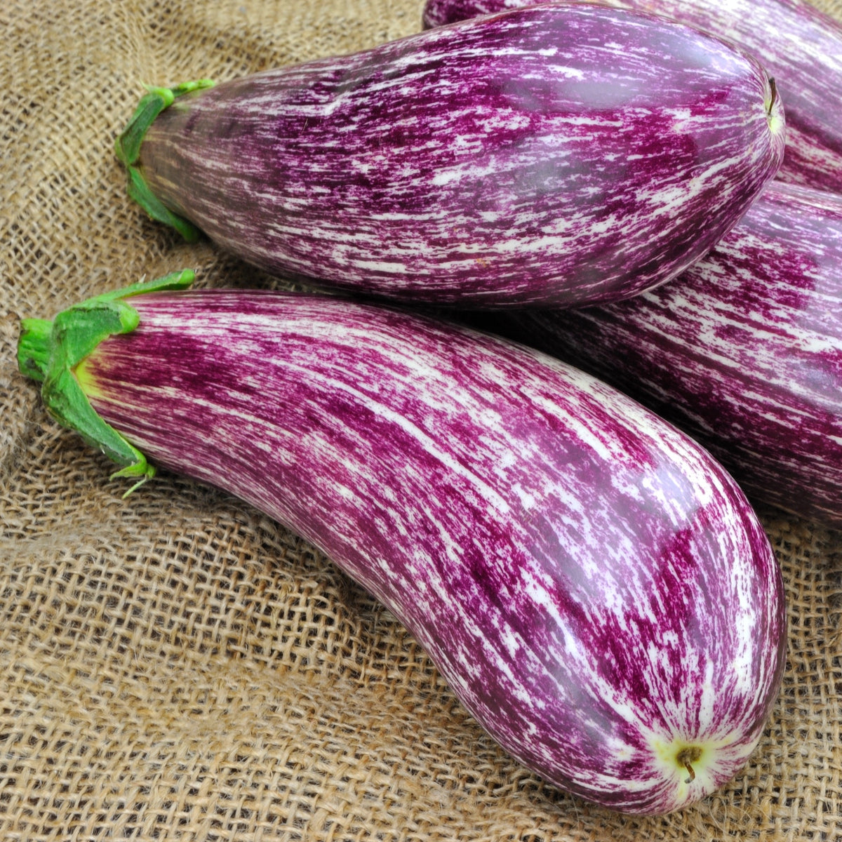 Aubergine Listada de Gandia - Willemse
