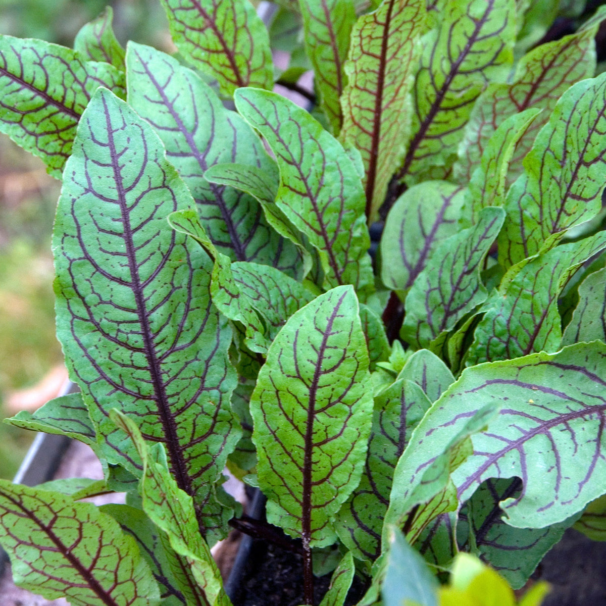 Oseille sanguine Bloody dock - Rumex sanguineus - Willemse