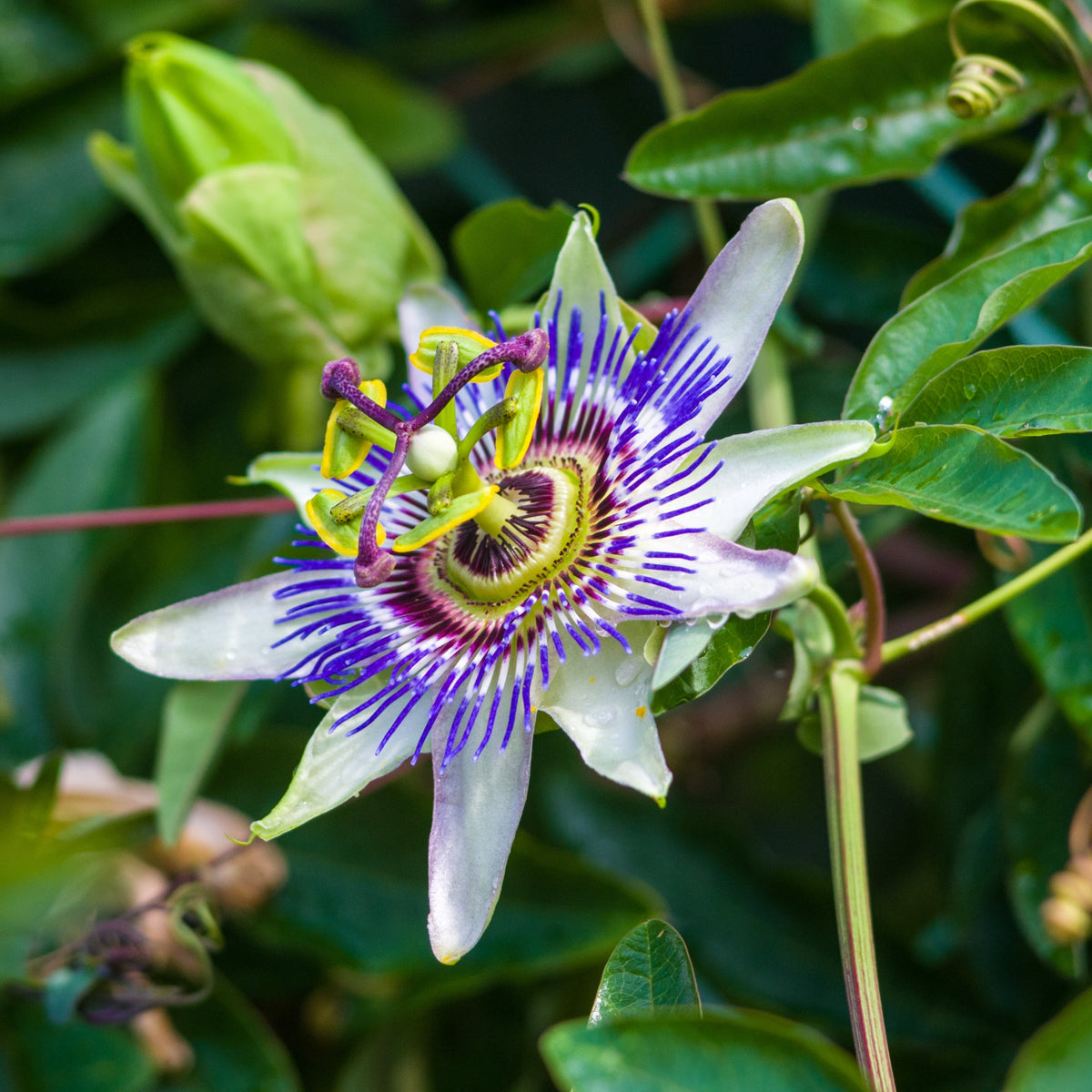 Passiflore bleue - Willemse