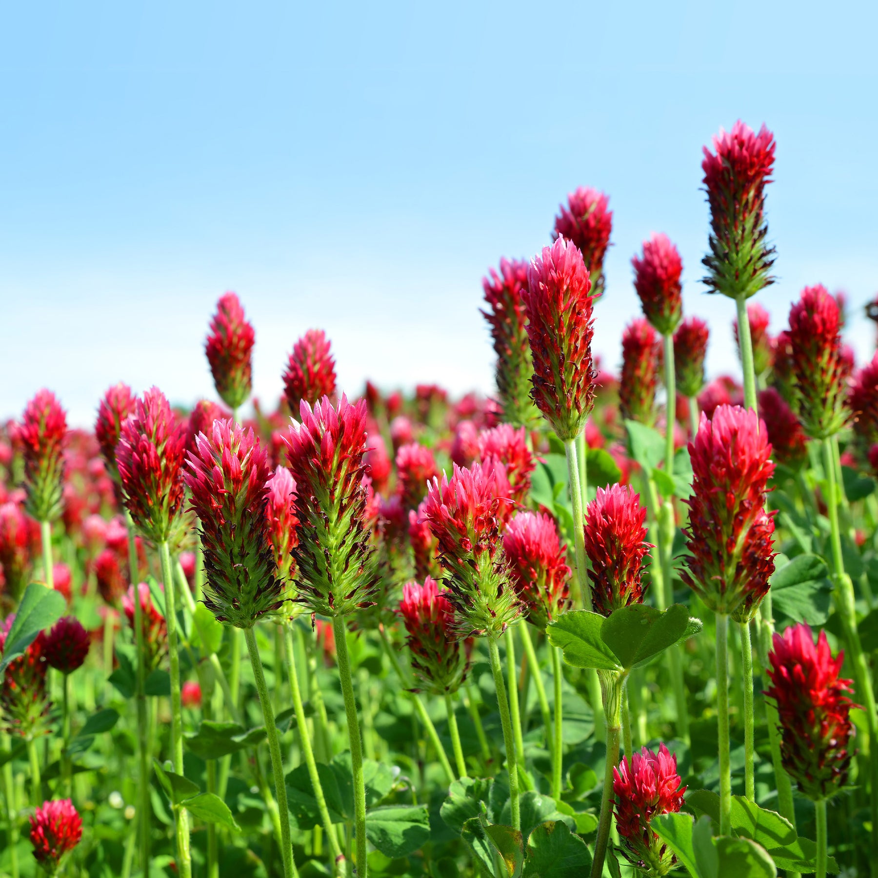 Trifolium incarnatum - Trèfle rouge Bio - Graines de fleurs