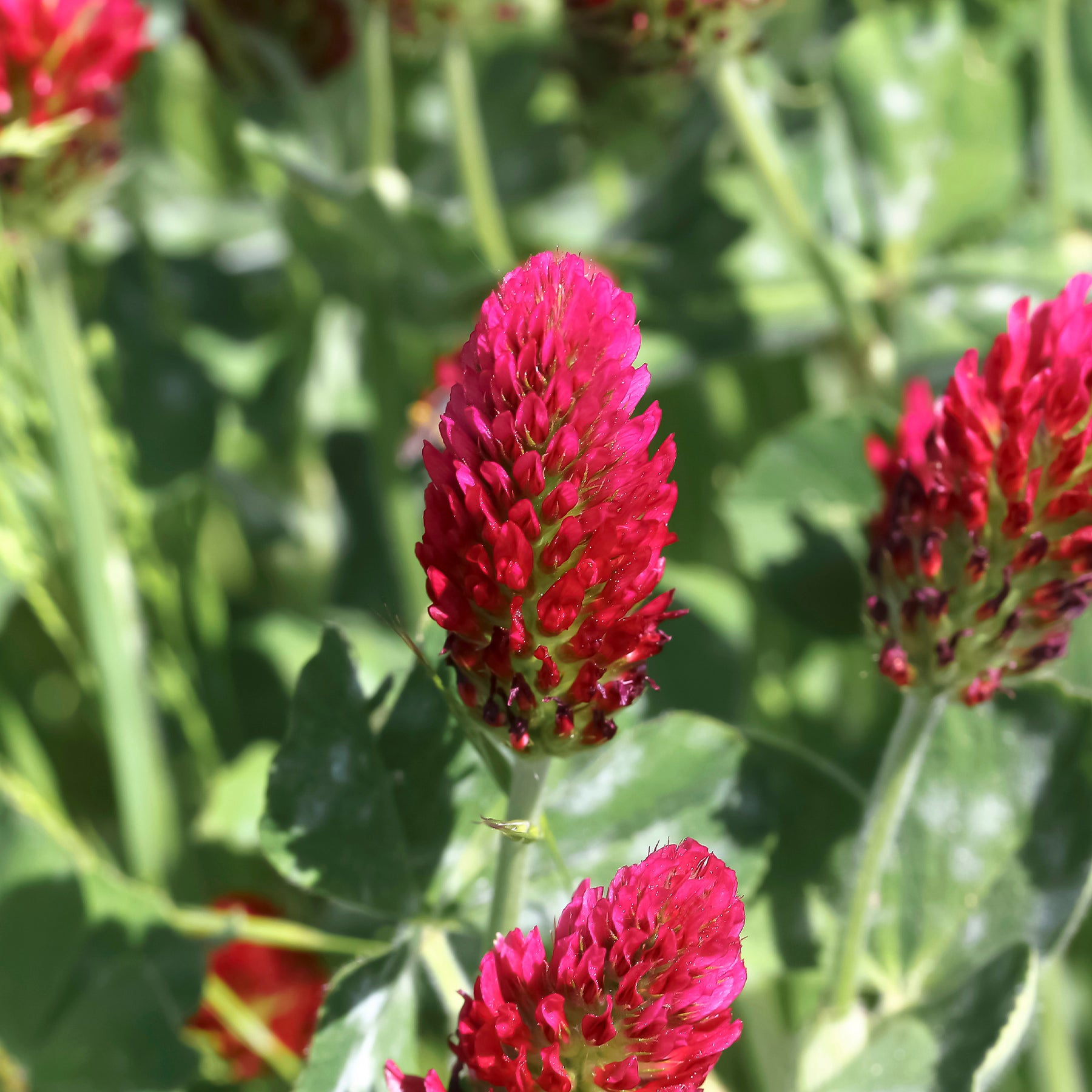 Graines de fleurs - Trèfle rouge Bio - Trifolium incarnatum