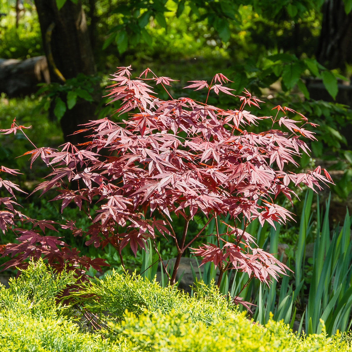 Collection de 2 arbustes : érable pourpre et oranger du Mexique doré - Acer palmatum Atropurpureum , Choisya ternata Sundance Lich - Willemse