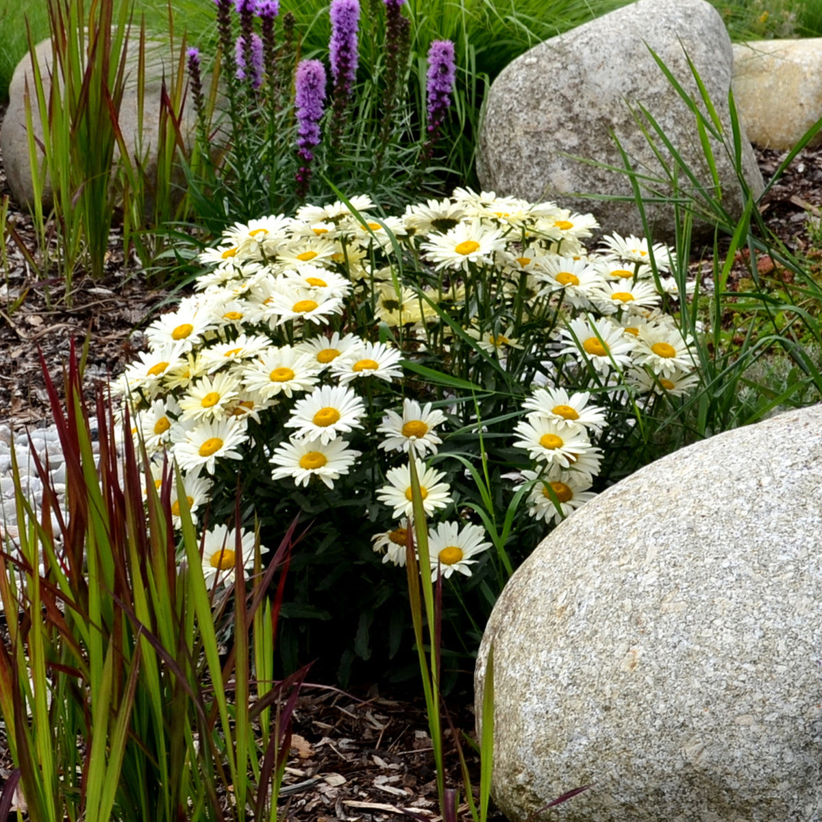 Marguerite d'été Silberprinzeschen - Leucanthemum x superbum Silberprinzesschen - Willemse