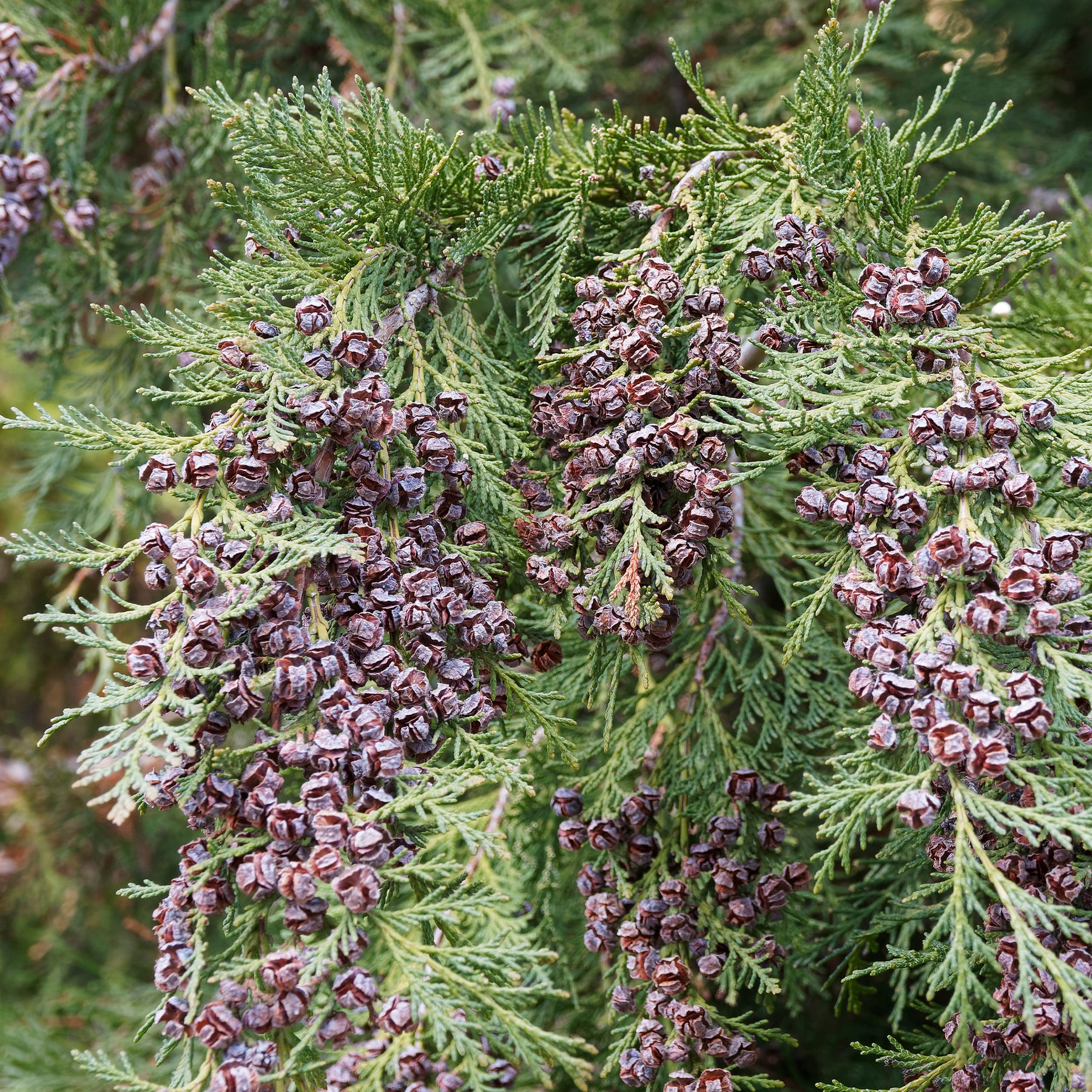 Vente Faux Cyprès de Lawson - Chamaecyparis lawsonia Columnaris