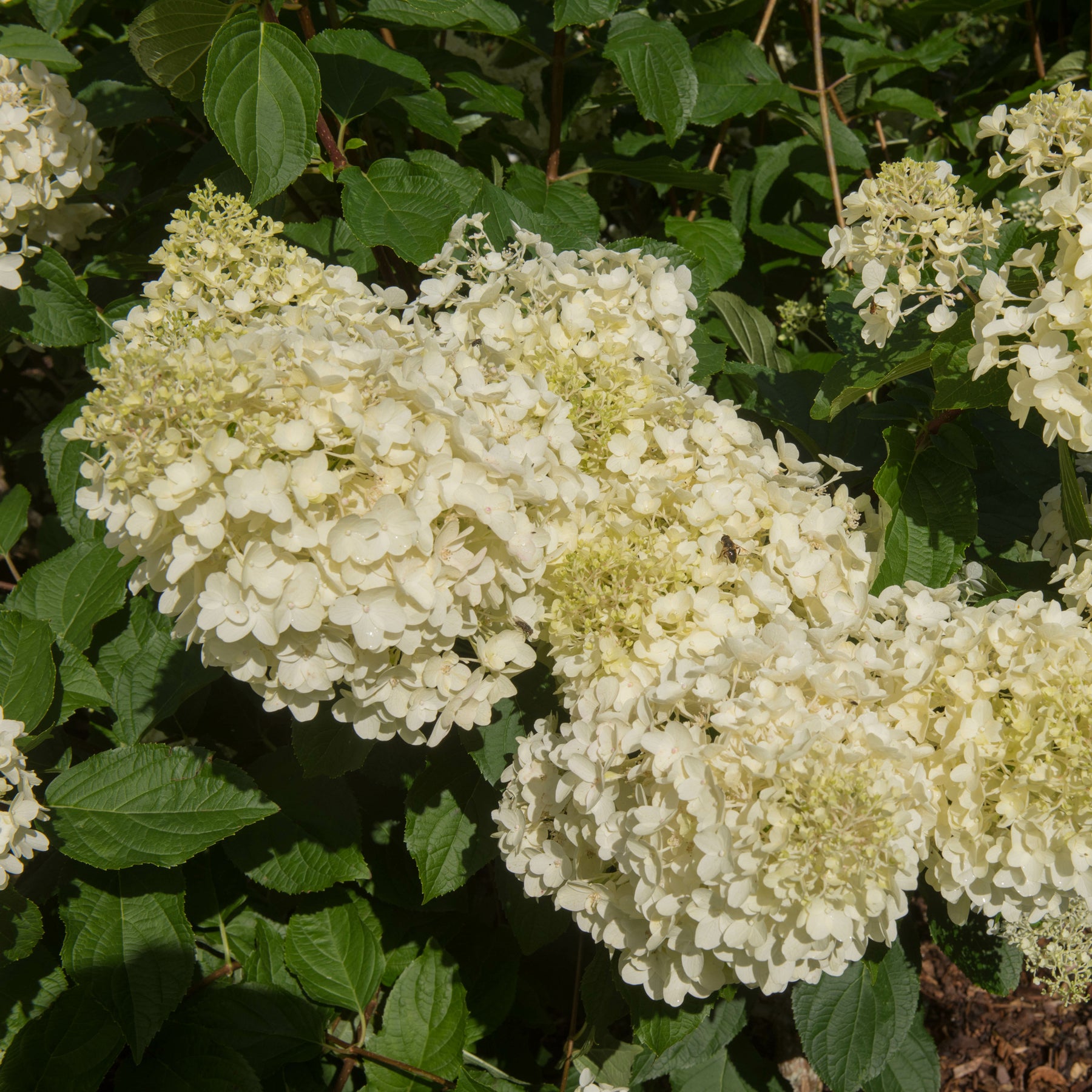Hortensia paniculé - Hortensia paniculé Silver Dollar - Hydrangea paniculata Silver Dollar