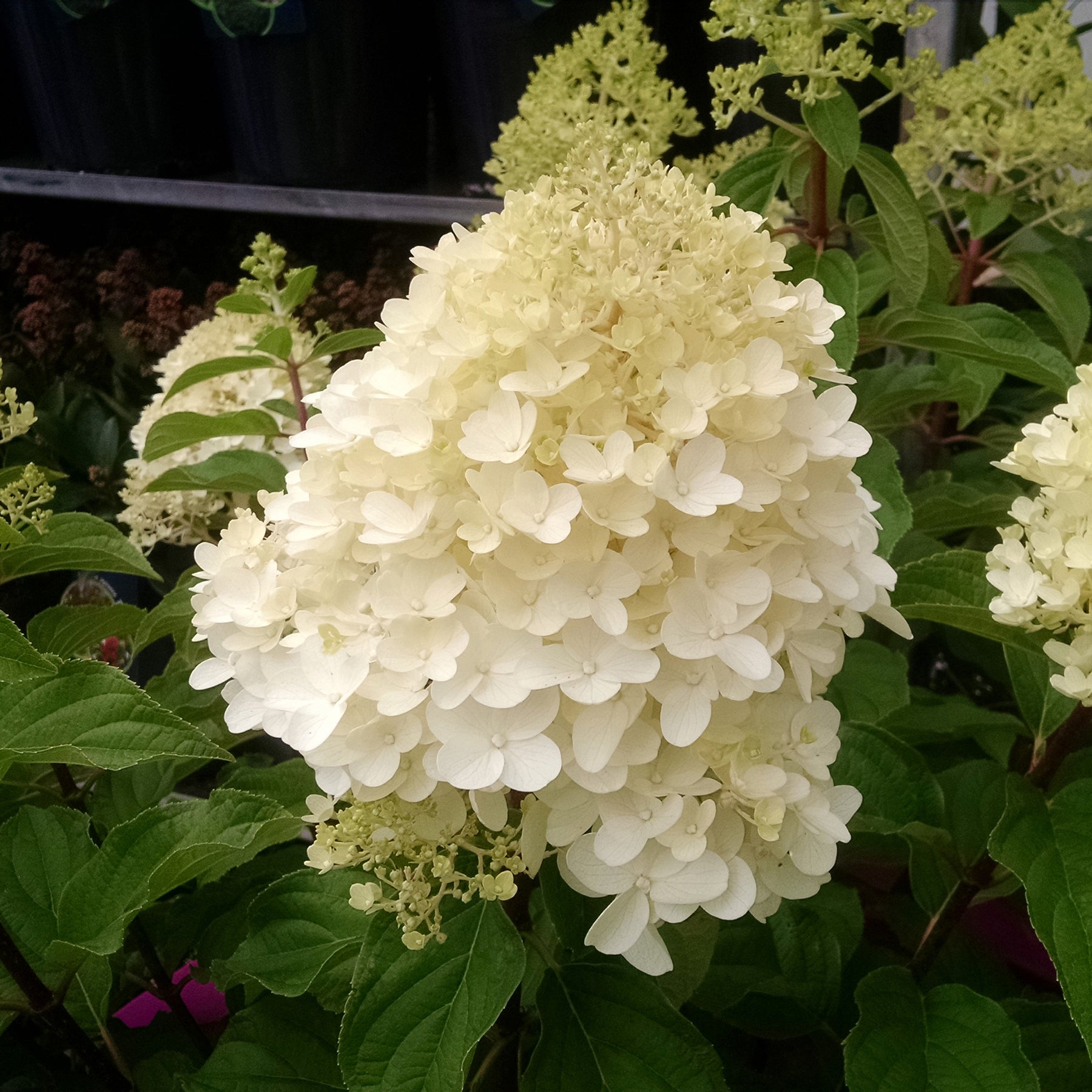 Vente Hortensia paniculé - Hortensia paniculé Silver Dollar