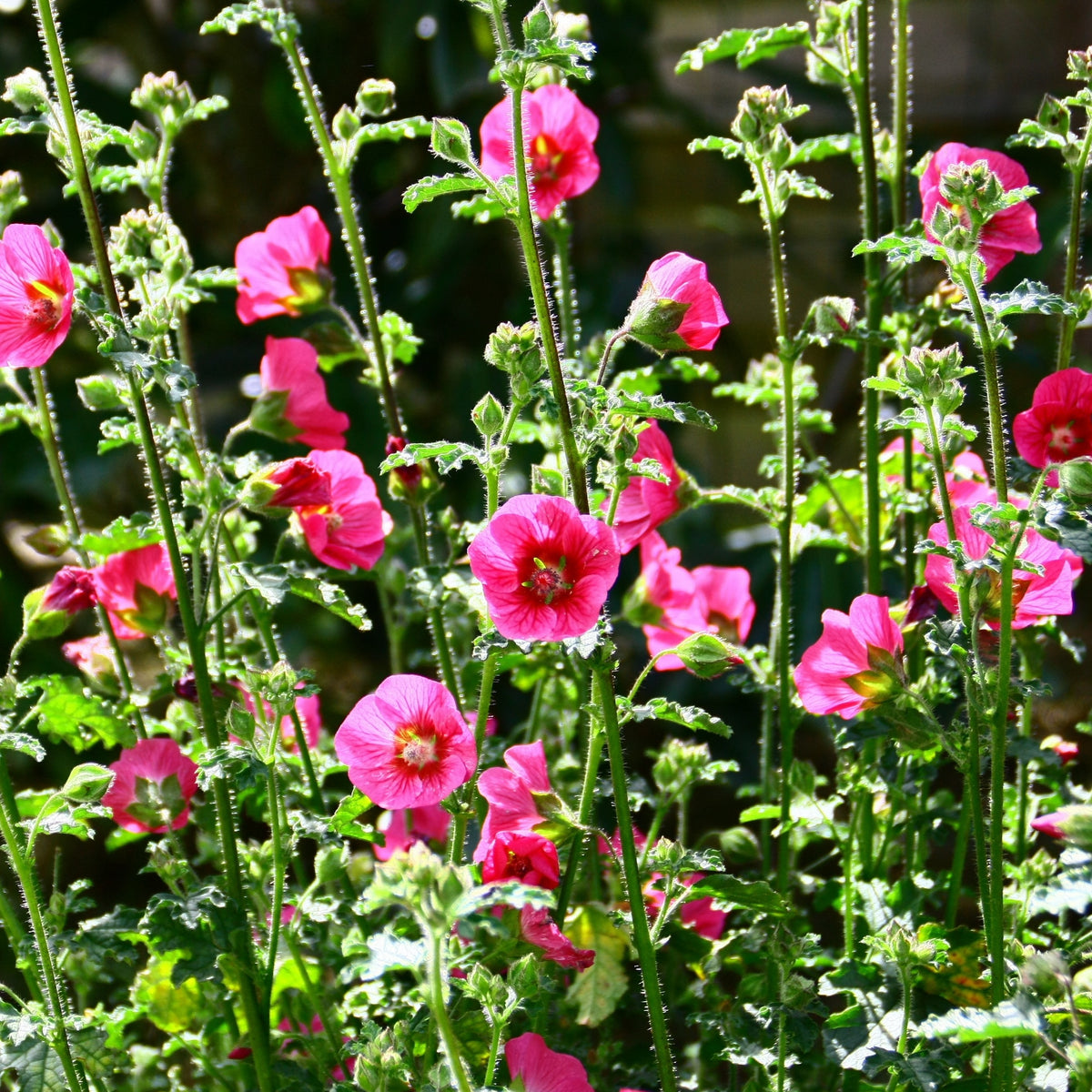 Mauve du Cap El Rayo - Anisodontea El Rayo - Willemse