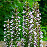 Acanthe Mornings Candle - Willemse