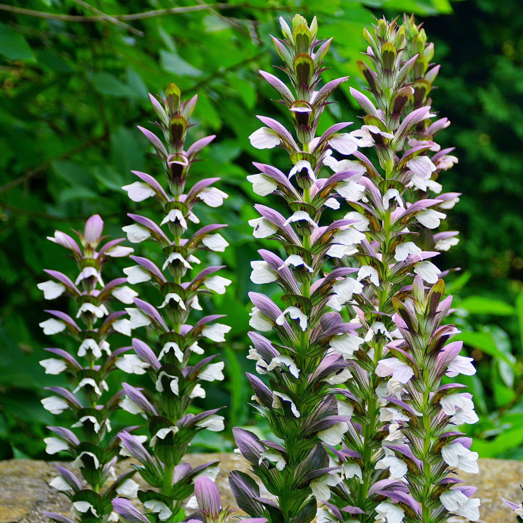 Acanthe Mornings Candle - Willemse