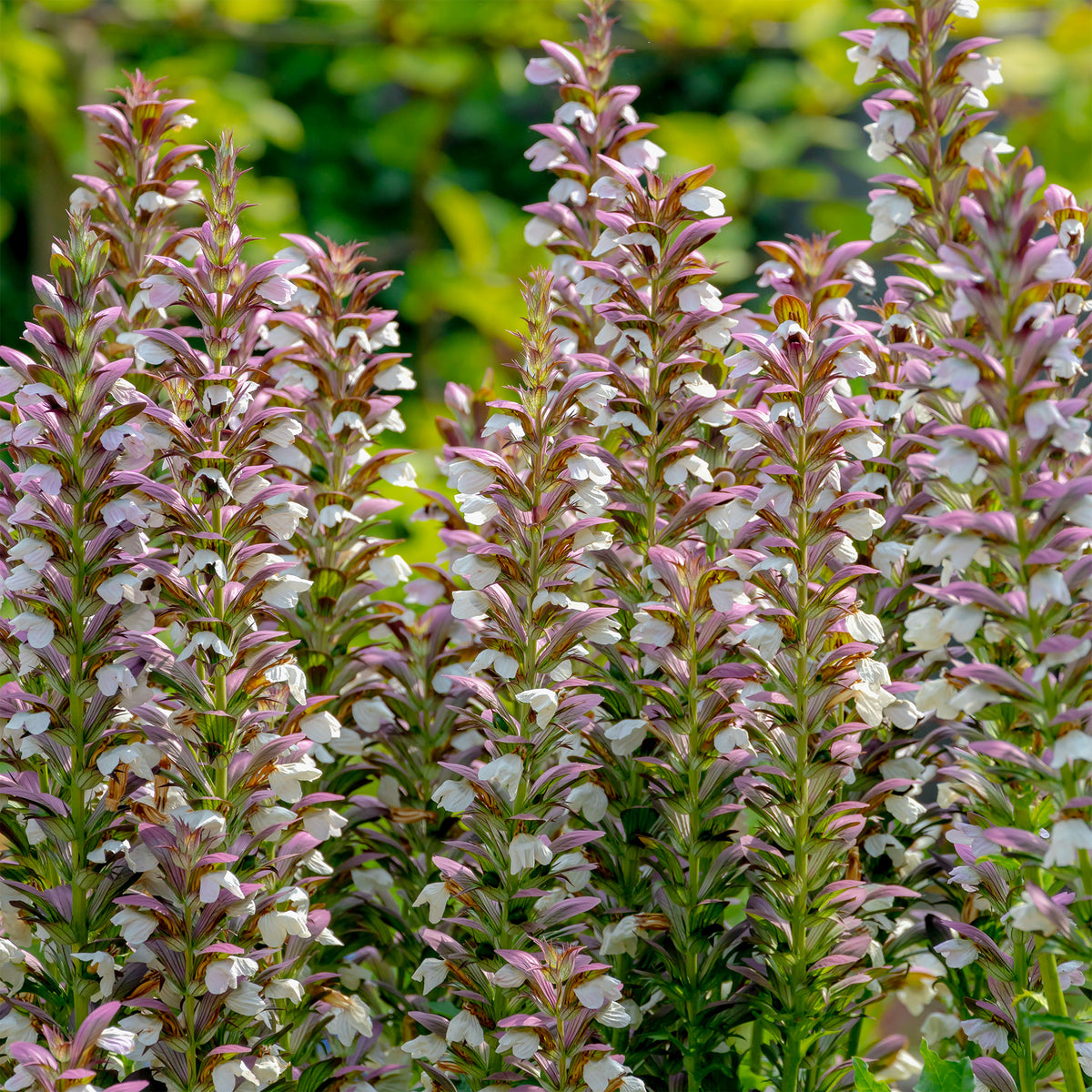 Acanthe épineuse - Willemse