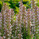 Acanthe épineuse - Willemse