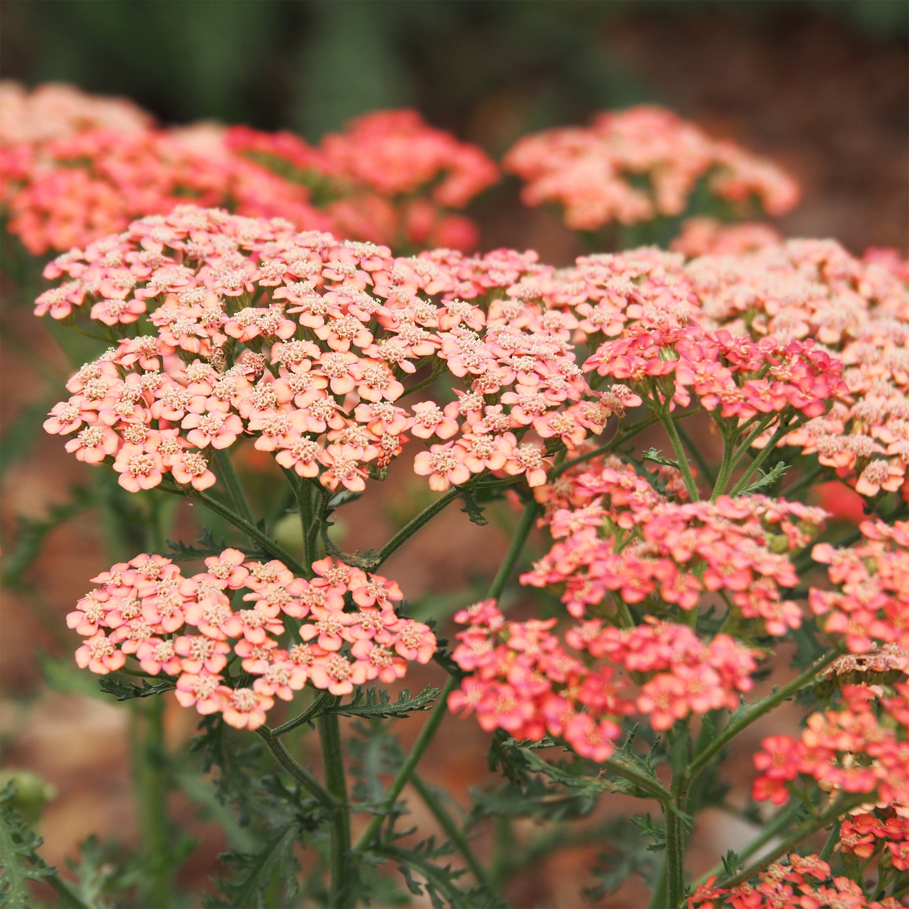 Achillea millefolium Apricot Delight - Achillée millefeuille Apricot Delight - Achillée