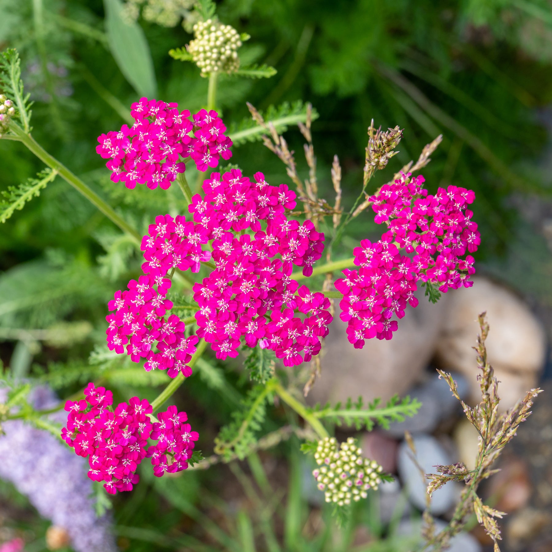 Vente Achillée millefeuille Cerise Queen - Achillea millefolium Cerise Queen
