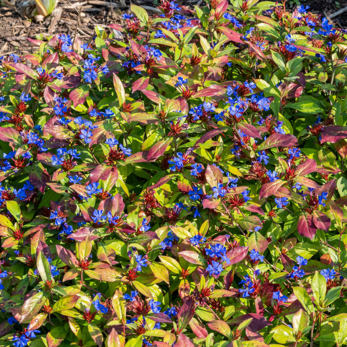 Cerastostigma - Dentelaire bleue - Ceratostigma plumbaginoides - Willemse