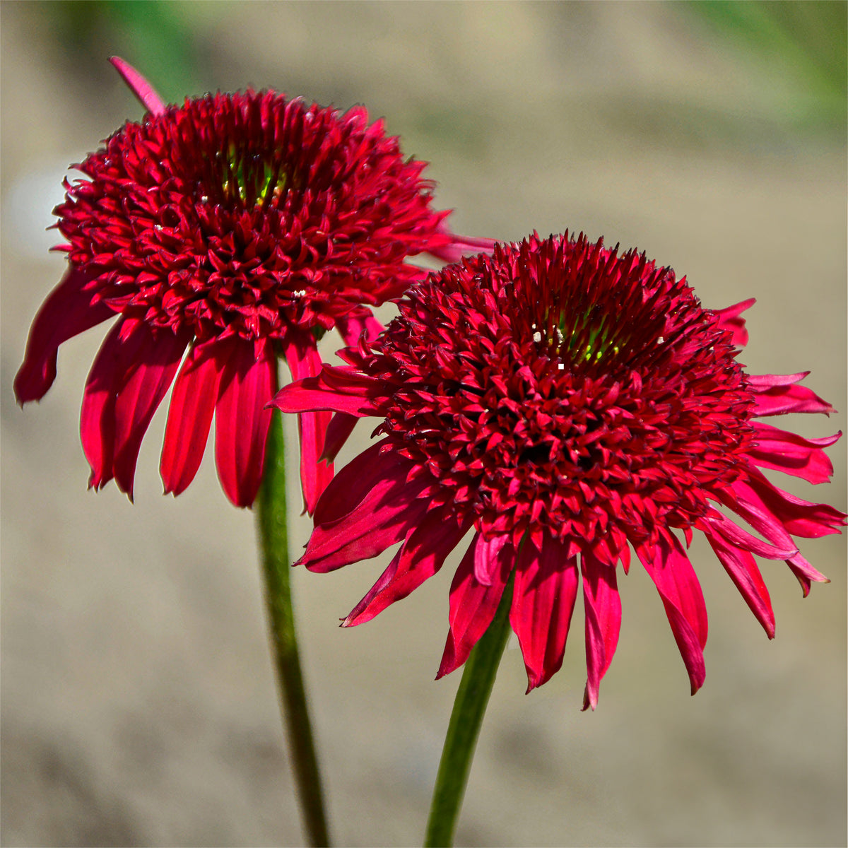 Echinacée pourpre Eccentric - Echinacea purpurea Eccentric - Willemse