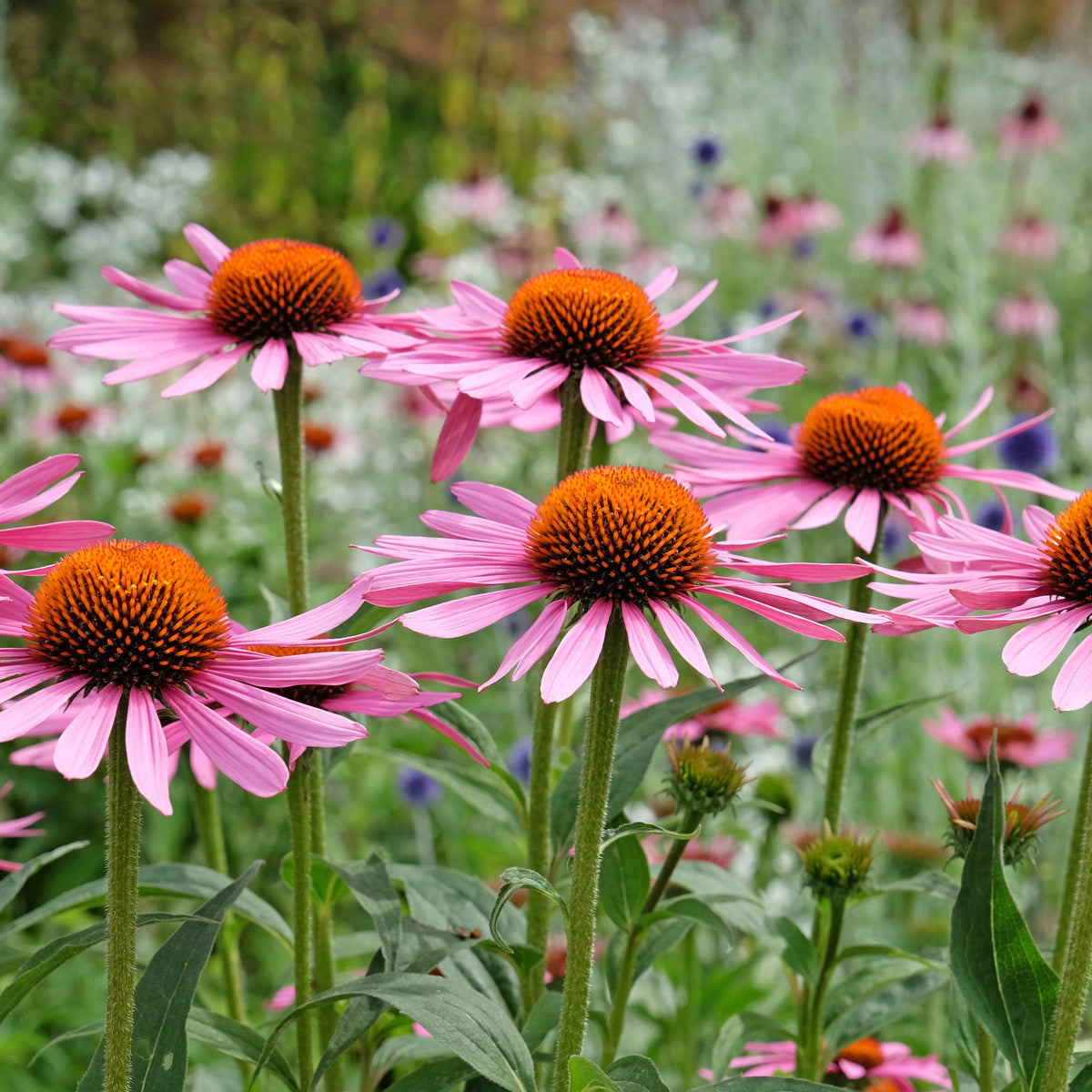Echinacée pourpre Rubinstern - Echinacea purpurea Rubinstern - Willemse