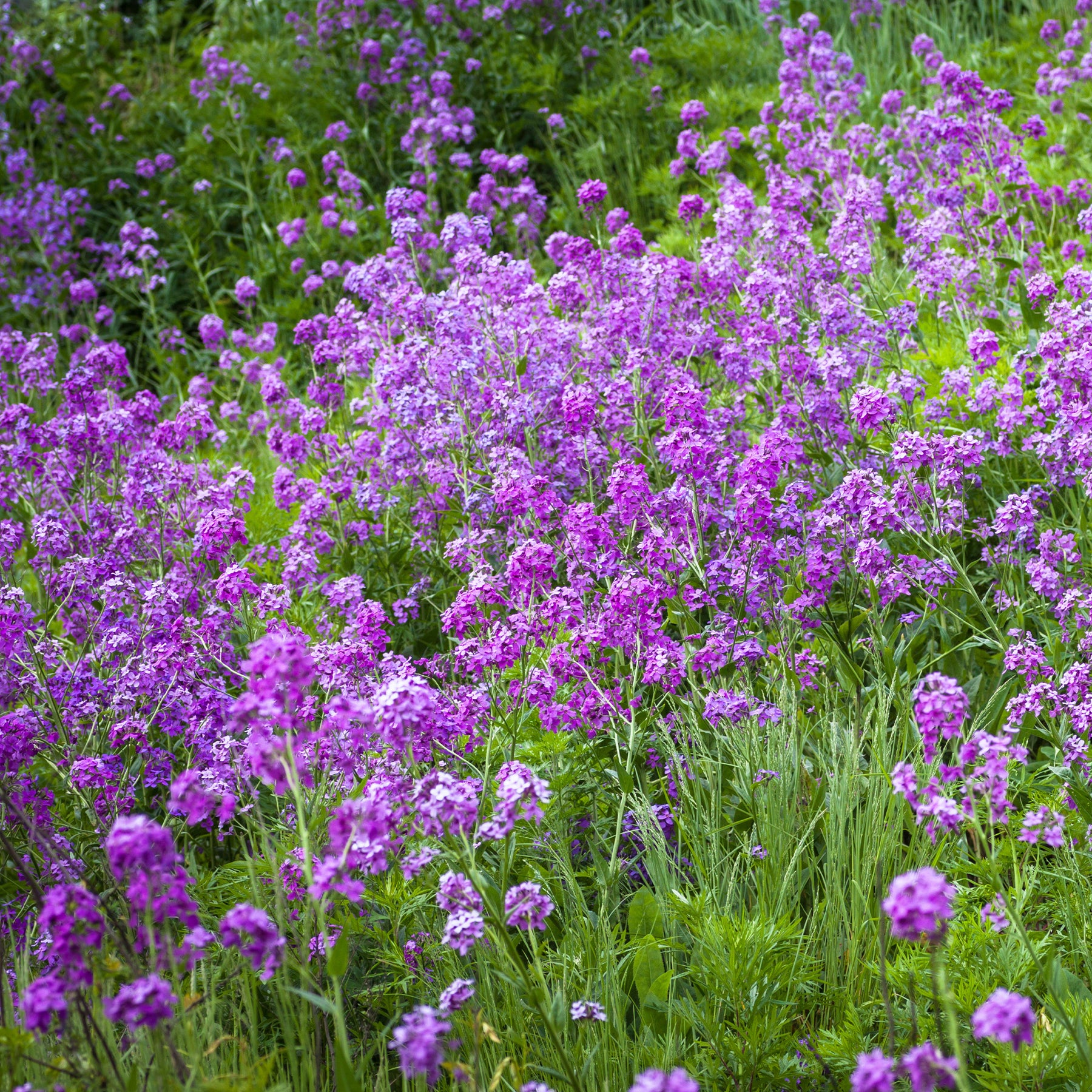 Hesperis matronalis - Julienne des Dames - Fleurs vivaces