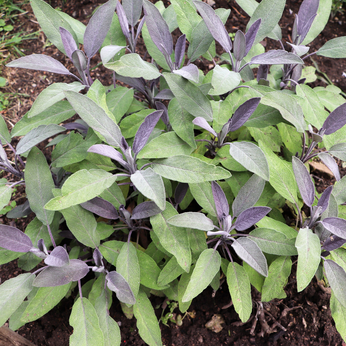Sauge officinale Purpurascens - Salvia officinalis purpurascens - Willemse