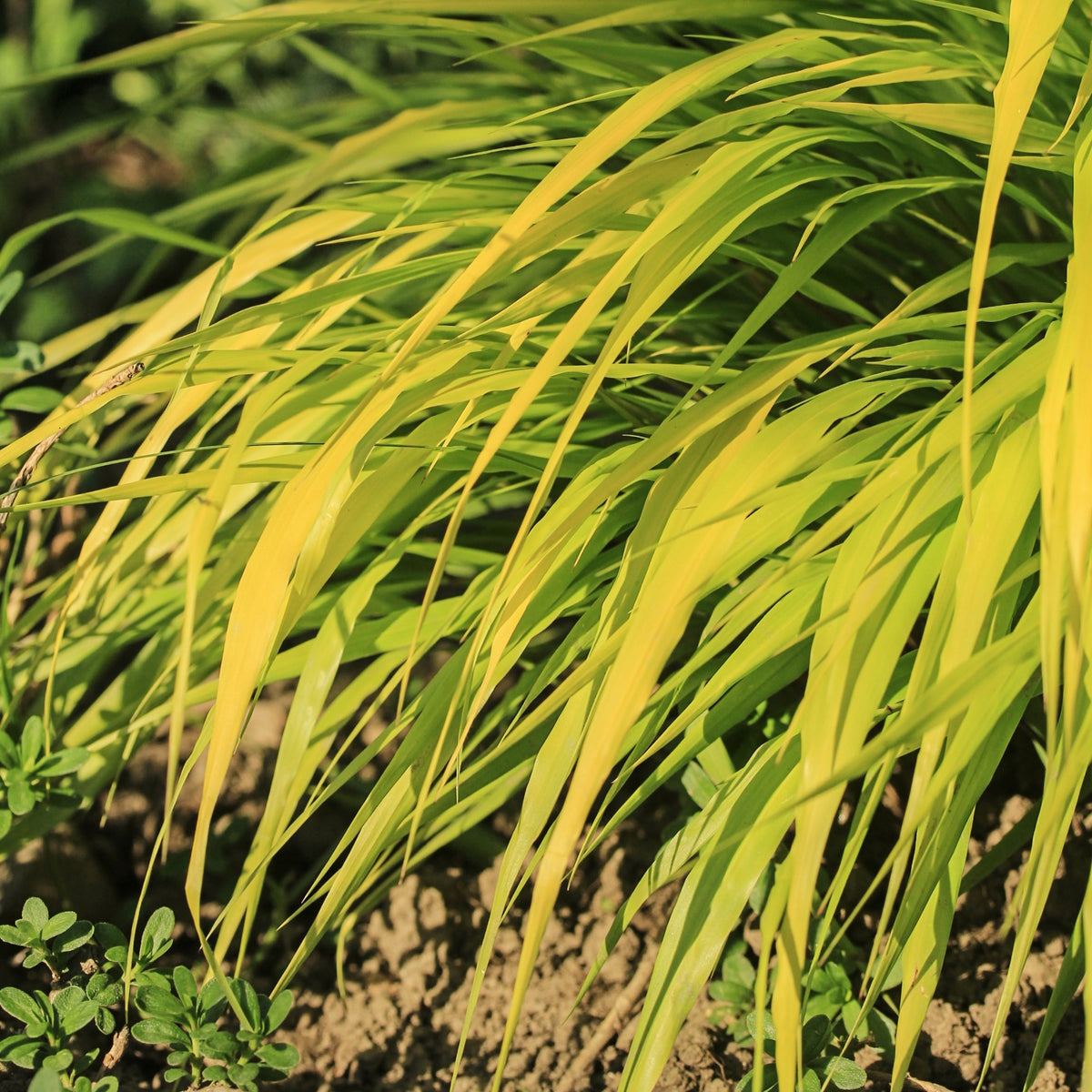 Herbe du Japon All Gold - Hakonechloa macra all gold - Willemse