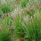 Mélique ciliée - Willemse