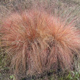 Sporobole à glumes inégales - Willemse