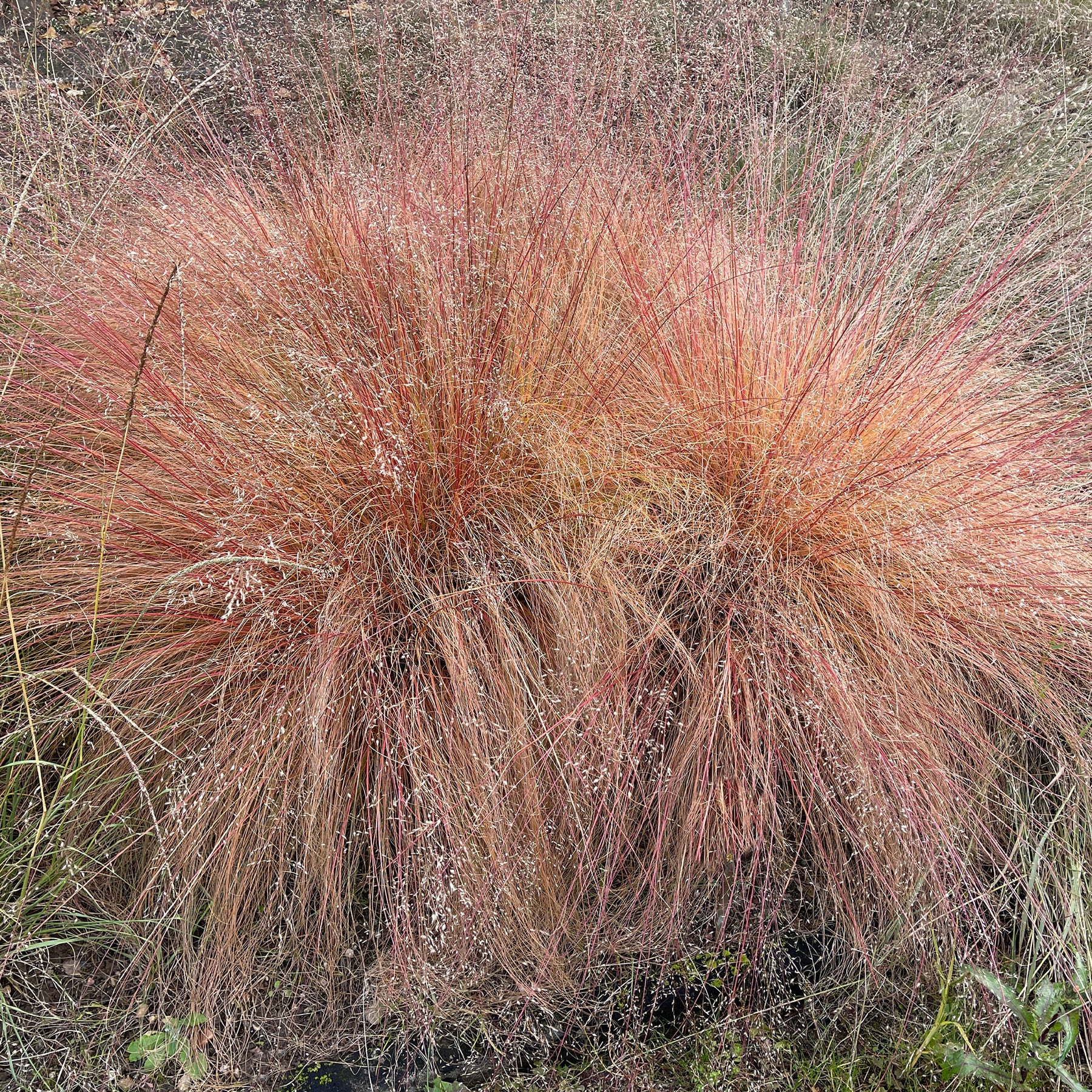 Sporobole à glumes inégales - Willemse