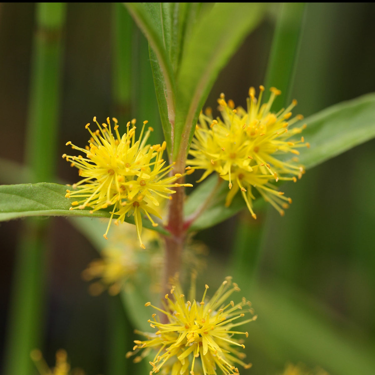 Lysimaque à fleurs en thyrse - Lysimachia thyrsiflora - Willemse
