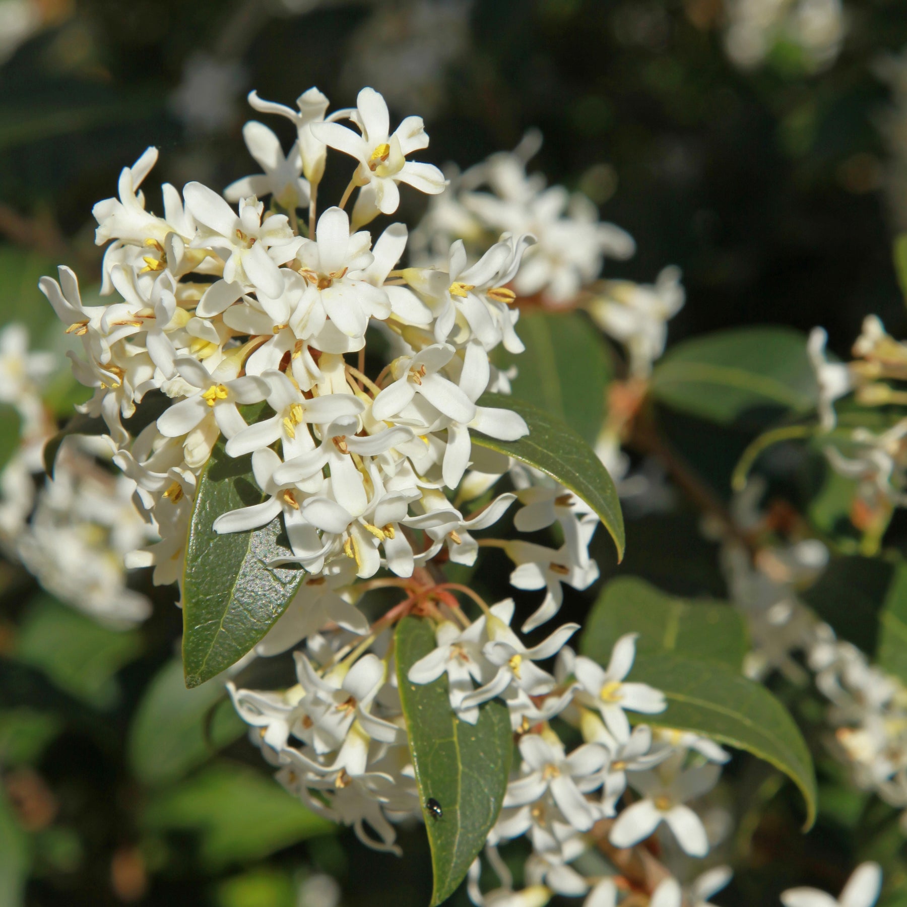 Osmanthus burkwoodii - Osmanthe de Burkwood - Osmanthe