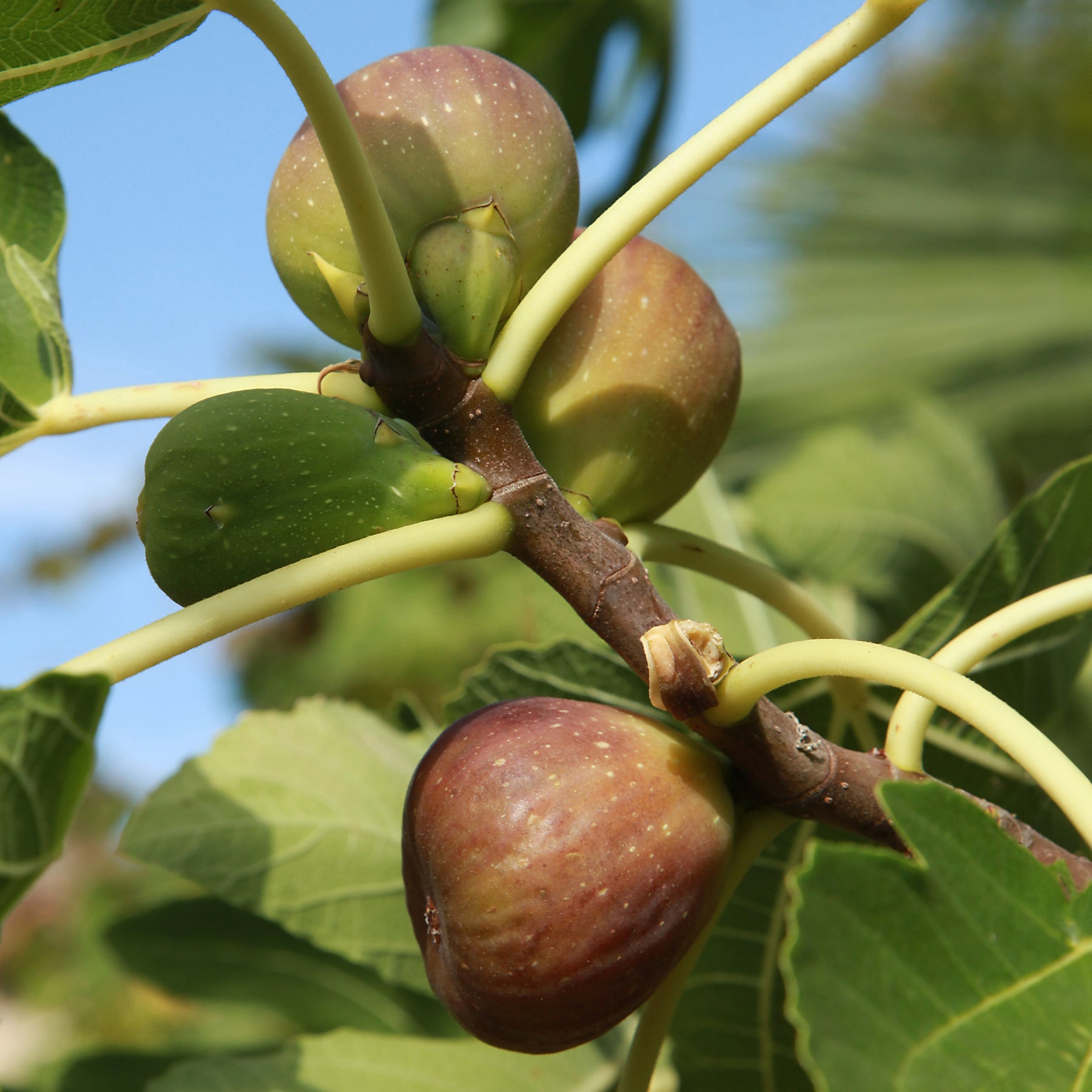 Figuier - Figuier Brown Turkey - Ficus carica brown turkey