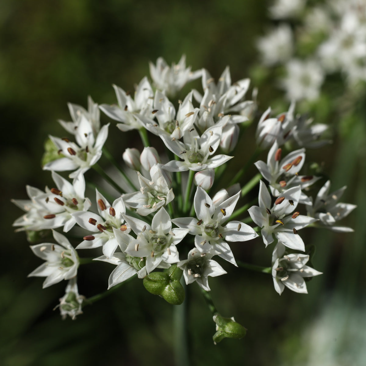 Ciboule de Chine - Ciboulette Ail Bio - Allium tuberosum - Willemse
