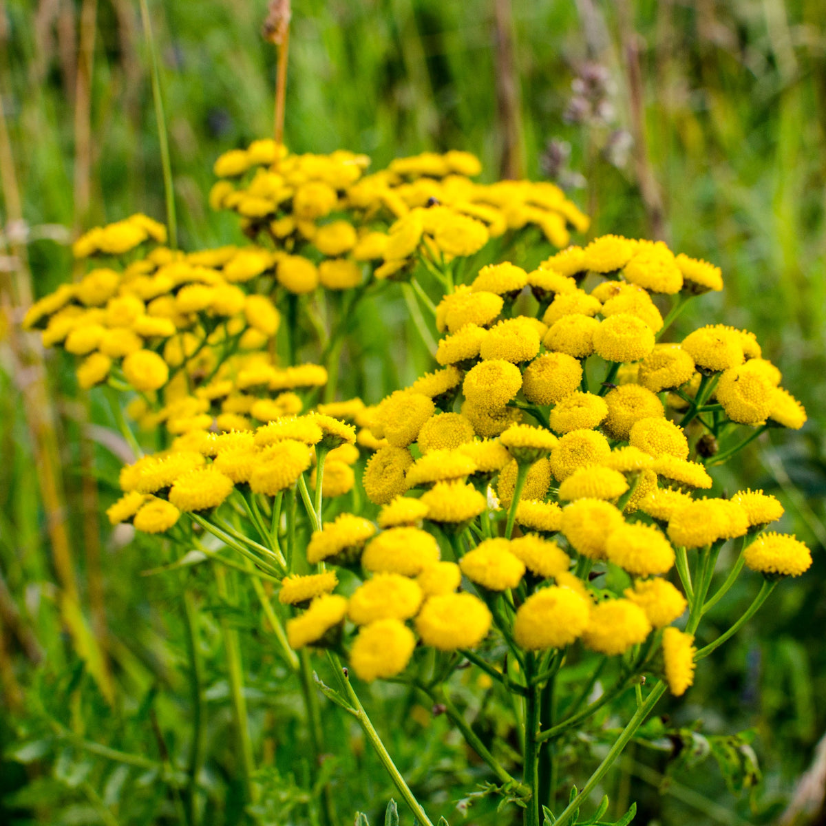 Tanaisie - Tanacetum vulgare - Willemse