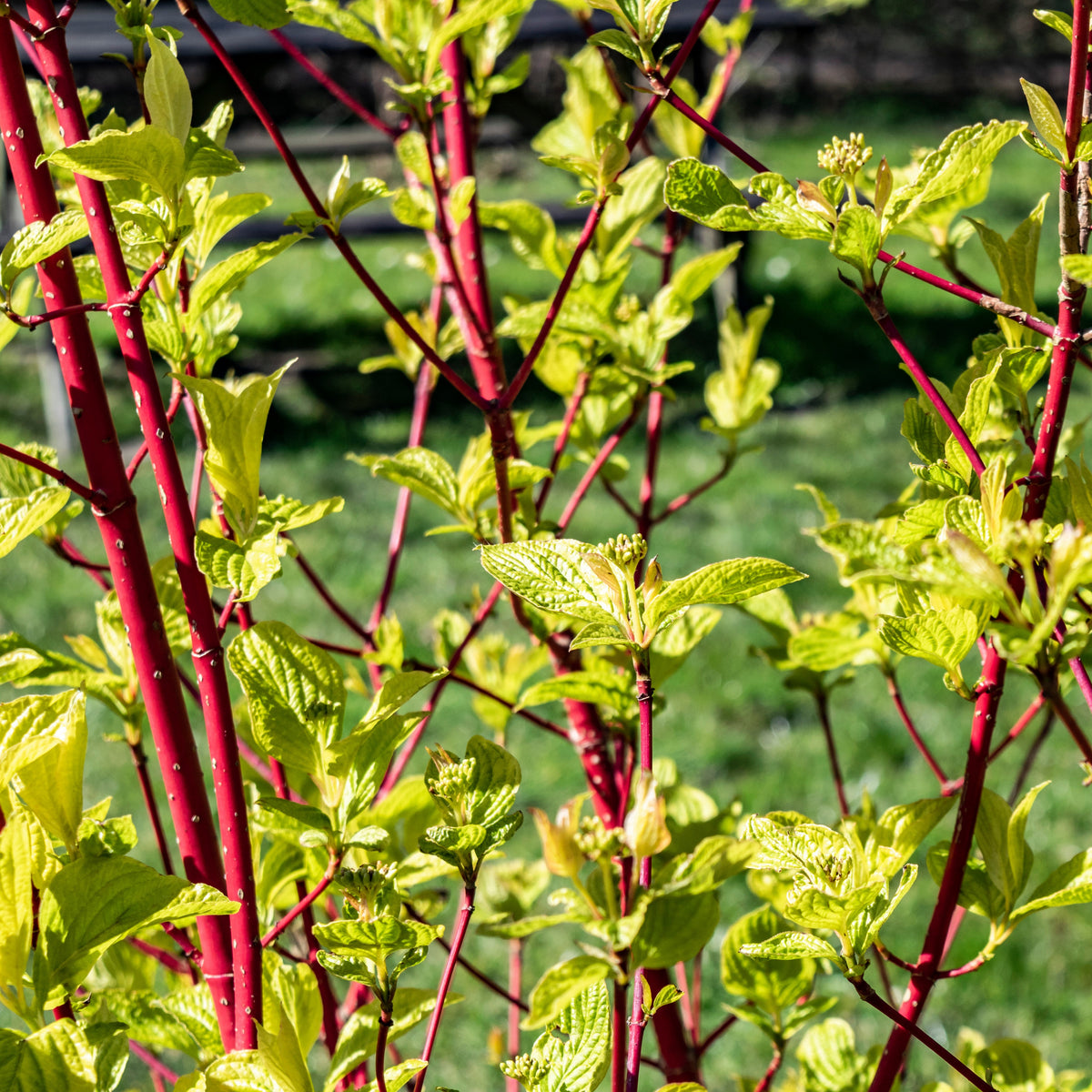 Cornouiller à bois rouge Sibirica - Cornus alba Sibirica - Willemse