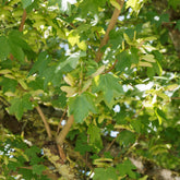 Erable champêtre - Willemse