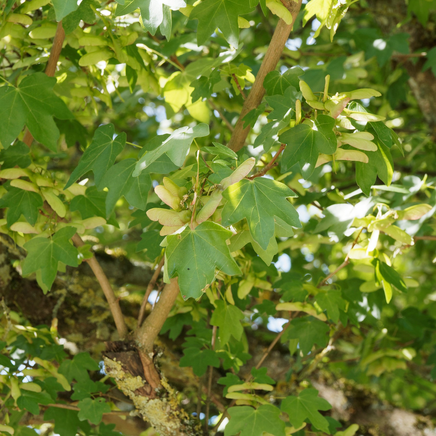 Erable champêtre - Willemse