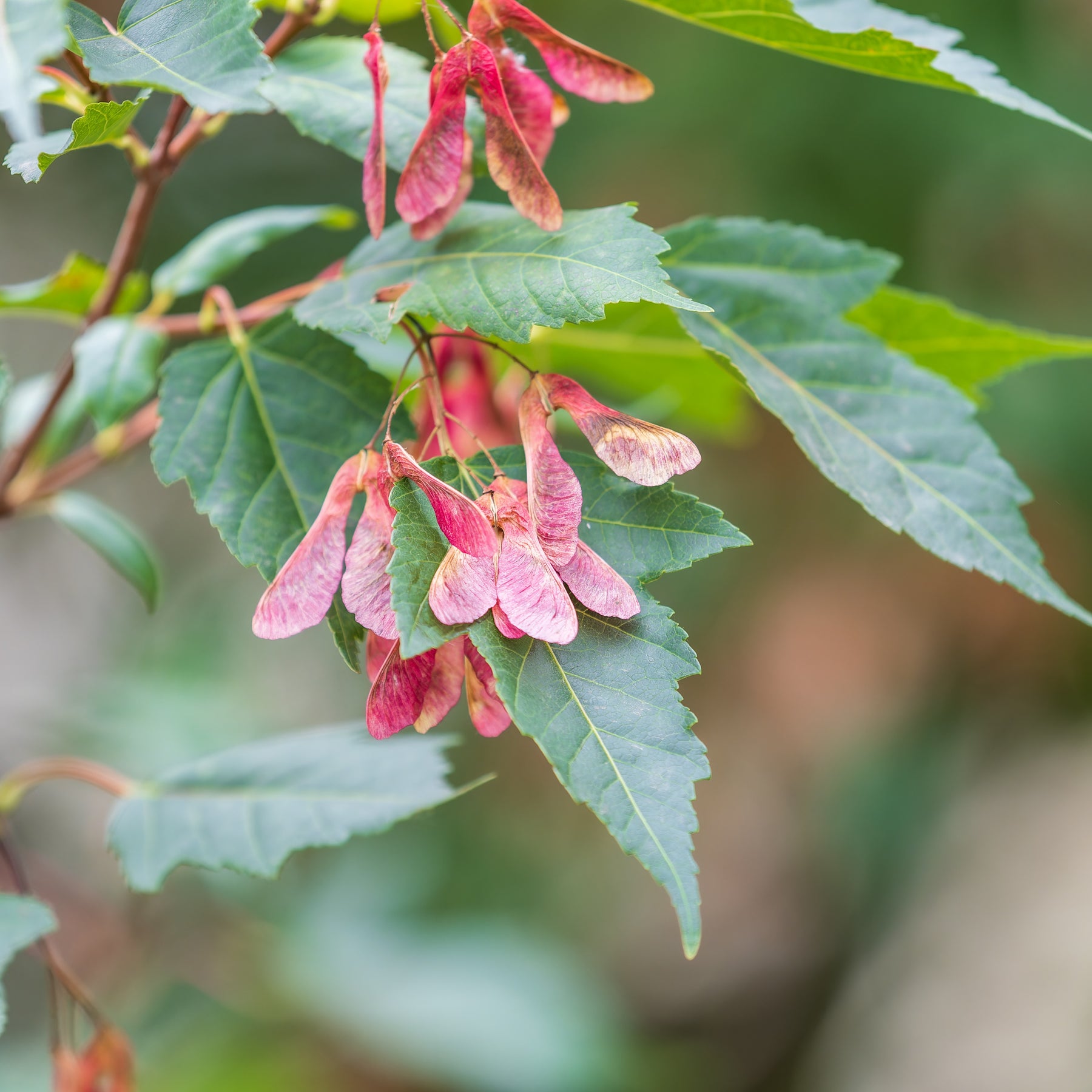 Erable - Erable du fleuve Amour - Acer ginnala