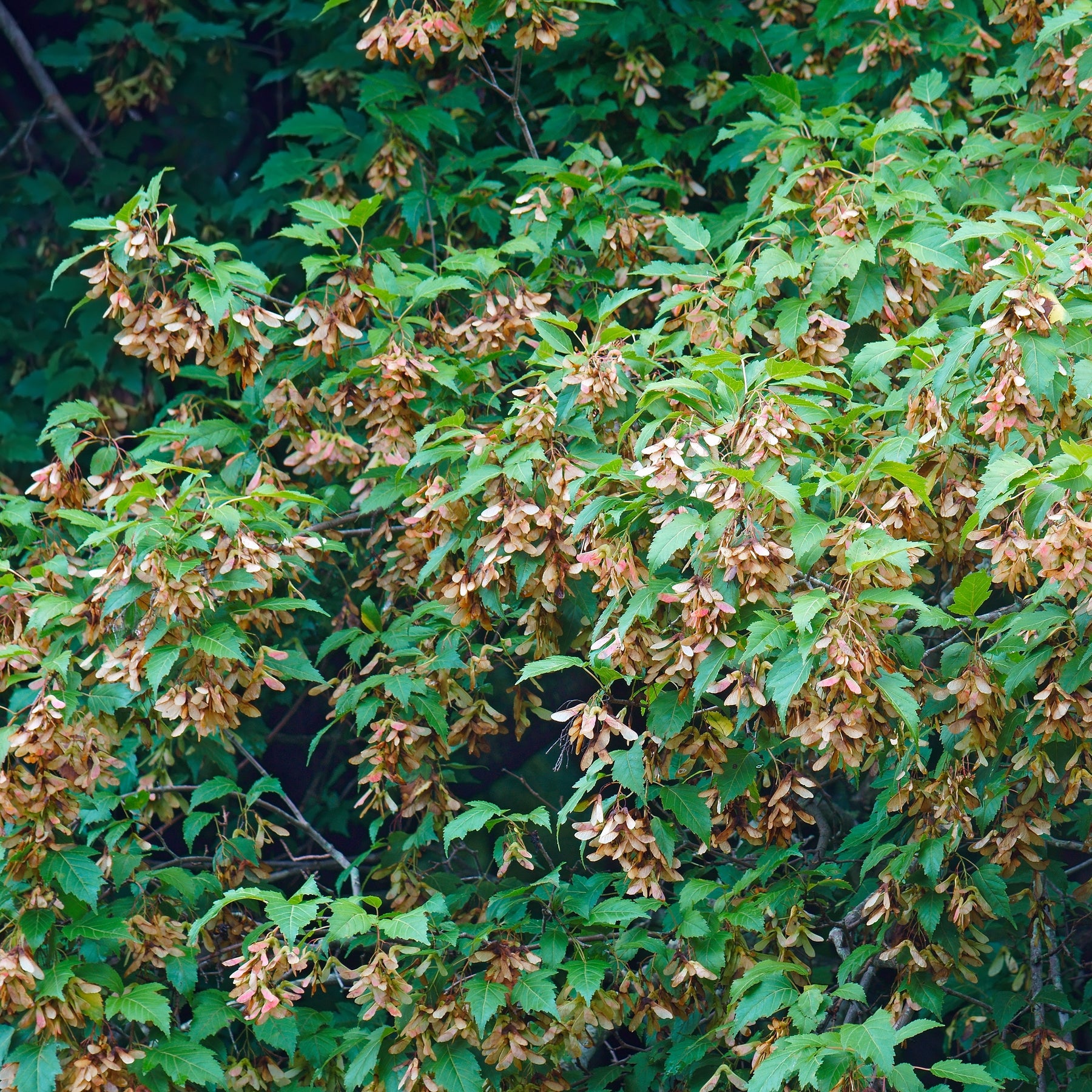 Vente Erable du fleuve Amour - Acer ginnala