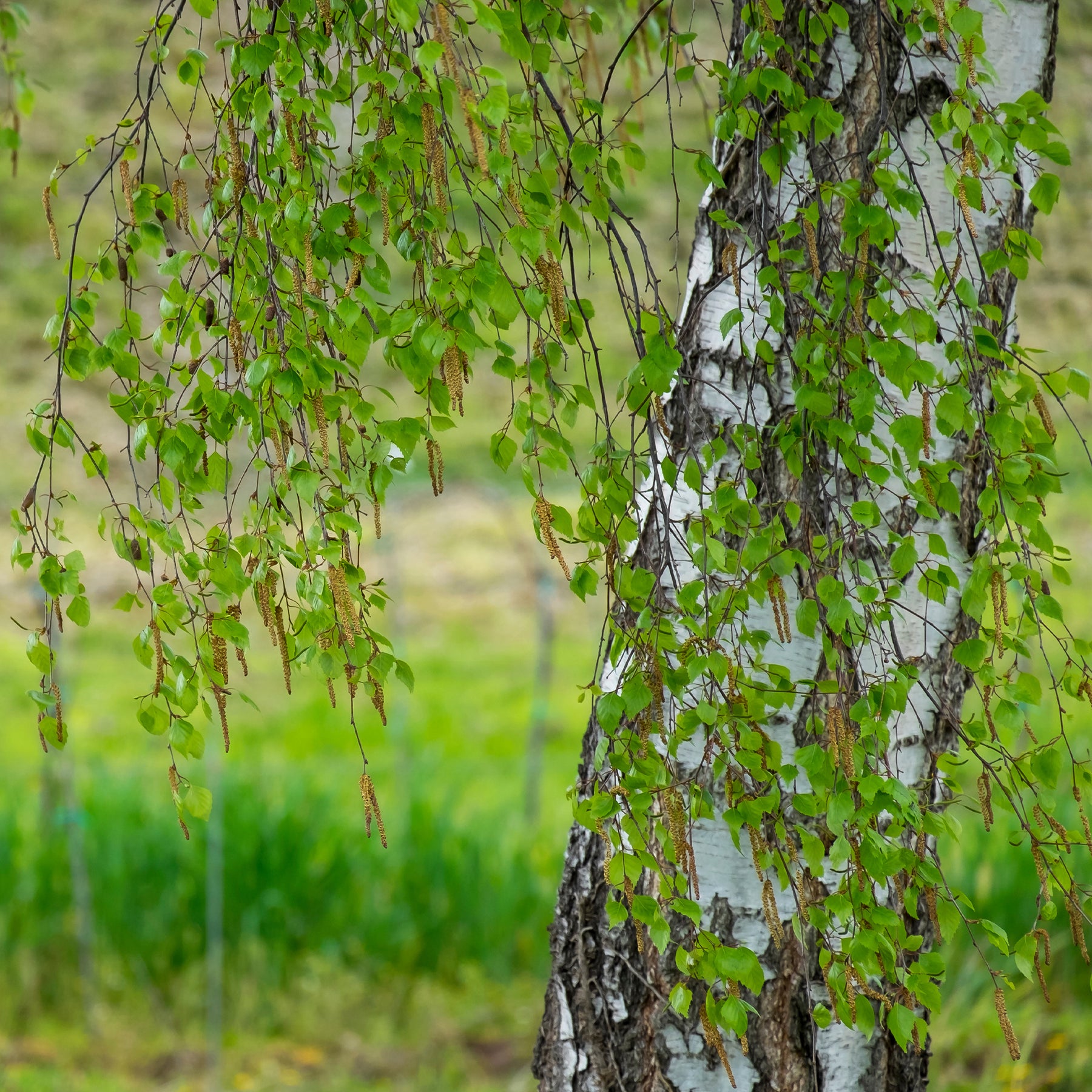 Bouleau - Bouleau commun - Betula pendula